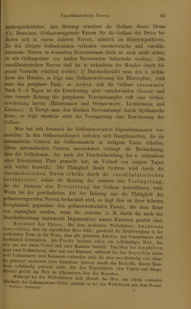 kieferspeicheldrüse; ihre Reizung erweitert die Gefässe dieser Drüse (Gl. Bebnabd) (Gefässverengemde Rasern für die Gefässe der Drüse be- finden sich in einem anderen Nerven, nämlich im Halssympathicus). Zu den übrigen Geiassbezirken verlaufen vasomotorische und vasodila- tatorische Nerven in demselben Nervenstamm (doch ist noch nicht sicher, ob alle Gefässgebiete' von beiden Nervenarten beherrscht werden). Die vasodilatatorischen Nerven sind im n. ischiadicus des Hundes durch fol- gende Versuche ermittelt worden: 1)' Durchschneidet man den n. ischia- dicus des Hundes, so folgt eine Gefässerweiterung der Hinterpfote; reizt man das periphere Ende, so ziehen sich die Gefässe zusammen. Nach 3—5 Tagen ist die Erweiterung aber verschwunden (Goltz) und eine erneute Reizung des peripheren Nervenstumpfes ruft eine Gefäss- erweiterung hervor (Heedenhain und Ostboumofe, Luchsengeb und Ivendal). 2) Erregt man den frischen Nervenstumpf durch rhythmische Reize, so folgt ebenfalls statt der Verengerung eine Erweiterung der Gefässe. Man hat sich demnach die Gefässinnervation folgendermaassen vor- zustellen: In den Gefässwandungen befinden sich Ganglienzellen, die als automatische Centren die Gefässmuskeln in stetigem Tonus erhalten. (Diese automatischen Centren. anzunehmen verlangt die Beobachtung, dass der Gefässtonus, der nach der Durchschneidung des n. ischiadicus einer Erweiterung Platz gemacht hat, im Verlauf von einigen Tagen sich wieder herstellt.) Die Thätigkeit dieser Centren wird durch die vasomotorischen Nerven erhöht, durch die vasodilatatorischen herabgesetzt, sodass die Reizung der ersteren eine Verengerung, die der letzteren eine Erweiterung der Gefässe herbeiführen wird. Wenn bei der gewöhnlichen Art der Reizung nur die Thätigkeit der gefässverengemden Nerven beobachtet wird, so hegt dies an ihrer höheren Erregbarkeit gegenüber den gefässerweiternden Fasern, die dem Reize erst zugänglich werden, wenn die ersteren (z. B. durch die nach der Durchschneidung eintretende Degeneration) ausser Function gesetzt sind. Kreislauf der Thiere. Bei dem niedersten Wirbelthiere, Amphioxus Ianceolatus, dem ein eigentliches Herz fehlt, geschieht die Blutbewegung in der einfachsten Form in der Weise, dass alle grösseren Arterien- und Venenstämme sich rhythmisch kontrahiren. Die Fische besitzen schon ein vollständiges Herz, das aier nur aus einem Vorhof und einer Kammer besteht. Das Herz der Amphibien zeigt zwei Vorkammern, aber nur eine Kammer, während bei den Reptilien neben zwei V orkammern zwei Kamme™ vorhanden sind, die aber unvollständig von einan- u getrennt erscheinen (eine Ausnahme hiervon macht das Krokodil, dessen Kam- mern vollständig getrennt sind). Bei den Warmblütern (den Vögeln und Säuge- hieren) gleicht das Herz im Allgemeinen dem des Menschen Al»cwf r,är!r ll0n SiCh Über,u <laa Hcrz ““ ventralen • W *• Wirbellosen aus dem Dorsal-