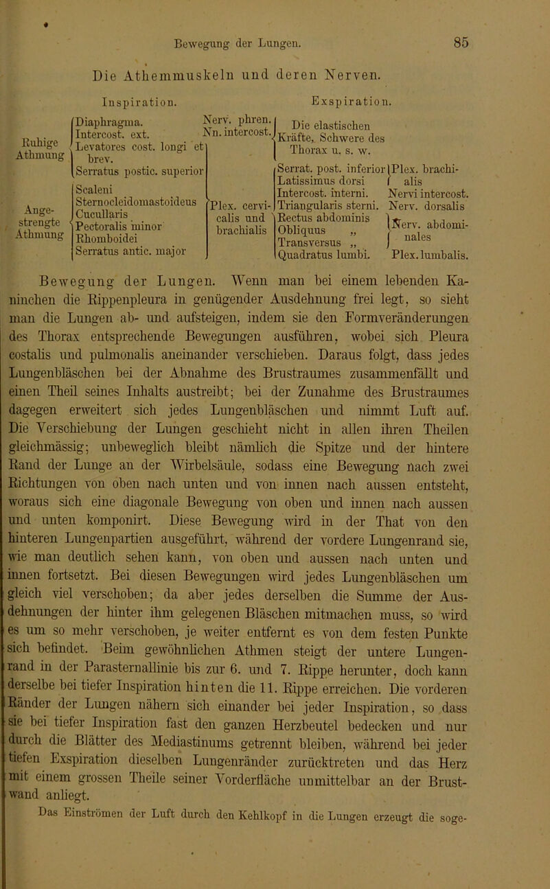 Die Athemmuskeln und deren Nerven. Inspiration. Ruliige Athmung Ange- strengte Athmung (Diaphragma. Nerv, phren. i Intercost. ext. Nn.intercost.l Levatores cost. longi et I brev. [Serratus postic. superior 1 Scaleni Sternocleidomastoideus ’Plex. cervi- 1 Cucullaris calis und Pectoralis minor brachialis Rhomboidei Serratus antic. major Exspiration. Die elastischen räfte, Schwere des Thorax u. s. w. Serrat. post, inferior IPlex. brachi- Latissimus dorsi Intercost. interni. Triangularis sterni. Rectus abdominis Obliquus „ Transversus „ Quadratus lumbi. i alis Nervi intercost. Nerv, dorsalis (Nerv, abdomi- j nales Plex.lumbalis. Bewegung der Lungen. Wenn man bei einem lebenden Ka- ninchen die Kippenpleura in genügender Ausdehnung frei legt, so sieht man die Lungen ab- und aufsteigen, indem sie den Formveränderungen des Thorax entsprechende Bewegungen ausführen, wobei sich Pleura costalis und pulmonalis aneinander verschieben. Daraus folgt, dass jedes Lungenbläschen bei der Abnahme des Brustraumes zusammenfällt und einen Theil seines Inhalts austreibt; bei der Zunahme des Brustraumes dagegen erweitert sich jedes Lungenbläschen und nimmt Luft auf. Die Verschiebung der Lungen geschieht nicht in allen ihren Theilen gleichmässig; unbeweglich bleibt nämlich die Spitze und der hintere Band der Lunge an der Wirbelsäule, sodass eine Bewegung nach zwei Richtungen von oben nach unten und von innen nach aussen entsteht, woraus sich eine diagonale Bewegung von oben und innen nach aussen und unten komponirt. Diese Bewegung wird in der That von den hinteren Lungenpartien ausgeführt, während der vordere Lungenrand sie, wie man deutlich sehen kann, von oben und aussen nach unten und innen fortsetzt. Bei diesen Bewegungen wird jedes Lungenbläschen um gleich viel verschoben; da aber jedes derselben die Summe der Aus- dehnungen der hinter ihm gelegenen Bläschen mitmachen muss, so wird es um so mehr verschoben, je weiter entfernt es von dem festen Punkte sich befindet. Beim gewöhnlichen Athmen steigt der untere Lungen- rand in der Parasternallinie bis zur 6. und 7. Rippe herunter, doch kann derselbe bei tiefer Inspiration hinten die 11. Rippe erreichen. Die vorderen Ränder der Lungen nähern sich einander bei jeder Inspiration, so dass sie bei tiefer Inspiration fast den ganzen Herzbeutel bedecken und nur durch die Blätter des Mediastinums getrennt bleiben, während bei jeder tiefen Exspiration dieselben Lungenränder zurücktreten und das Herz mit einem grossen Theile seiner Yorderfiäche unmittelbar an der Brust- wand anliegt. Das Einströmen der Luft durch den Kehlkopf in die Lungen erzeugt die söge-