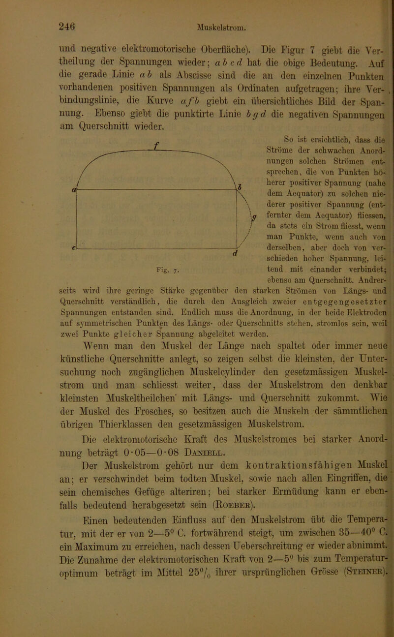 und negative elektromotorische Oberfläche). Die Figur 7 giebt die Ver- keilung der Spannungen wieder; a b c d hat die obige Bedeutung. Auf die gerade Linie a b als Abscisse sind die an den einzelnen Punkten vorhandenen positiven Spannungen als Ordinaten aufgetragen; ihre Ver- , bindungslinie, die Kurve afb giebt ein übersichtliches Bild der Span- nung. Ebenso giebt die punktirte Linie bgd die negativen Spannungen am Querschnitt wieder. So ist ersichtlich, dass die Ströme der schwachen Anord- nungen solchen Strömen ent- sprechen, die von Punkten hö- herer positiver Spannung (nahe dem Aequator) zu solchen nie- derer positiver Spannung (ent- \g femter dem Aequator) fliessen, ; da stets ein Strom fliesst, wenn man Punkte, wenn auch von derselben, aber doch von ver- schieden hoher Spannung, lei- Fig. 7. tend mit einander verbindet; ebenso am Querschnitt. Andrer- seits wird ihre geringe Stärke gegenüber den starken Strömen von Längs- und Querschnitt verständlich, die durch den Ausgleich zweier entgegengesetzter Spannungen entstanden sind. Endlich muss die Anordnung, in der beide Elektroden auf symmetrischen Punkten des Längs- oder Querschnitts stehen, stromlos sein, weil zwei Punkte gleicher Spannung abgeleitet werden. Wenn man den Muskel der Länge nach spaltet oder immer neue künstliche Querschnitte anlegt, so zeigen selbst die kleinsten, der Unter- suchung noch zugänglichen Muskelcvlinder den gesetzmässigen Muskel- strom und man schliesst weiter, dass der Muskelstrom den denkbar kleinsten Muskeltheilchen’ mit Längs- und Querschnitt zukommt. Wie der Muskel des Frosches, so besitzen auch die Muskeln der sämmtlichen übrigen Thierklassen den gesetzmässigen Muskelstrom. Die elektromotorische Kraft des Muskelstromes bei starker Anord- nung beträgt 0-05—0-08 Daniell. Der Muskelstrom gehört nur dem kontraktionsfähigen Muskel an; er verschwindet beim todten Muskel, sowie nach allen Eingriffen, die sein chemisches Gefüge alteriren; bei starker Ermüdung kann er eben- falls bedeutend herabgesetzt sein (Roeber). Einen bedeutenden Einfluss auf den Muskelstrom übt die Tempera- tur, mit der er von 2—5° C. fortwährend steigt, um zwischen 35—40° C. ein Maximum zu erreichen, nach dessen Ueberschreitung er wiederabnimmt. Die Zunahme der elektromotorischen Kraft von 2—5° bis zum Temperatur- optimum beträgt im Mittel 25% ihrer ursprünglichen Grösse (Steiner).