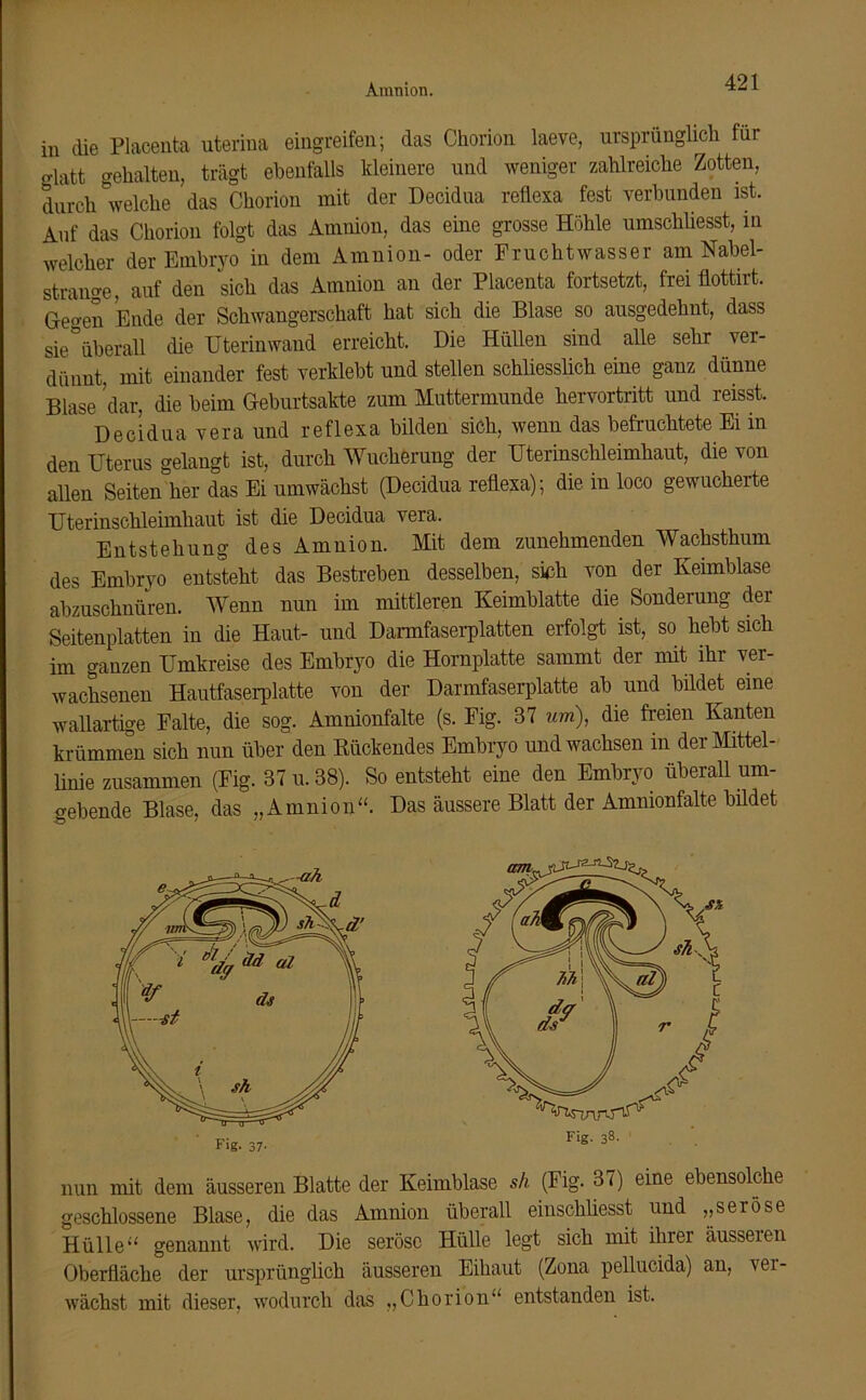 Amnion. in die Placeuta uterina eingreifen; das Chorion laeve, ursprünglich für „latt gehalten, trägt ebenfalls kleinere und weniger zahlreiche Zotten, durch welche das Chorion mit der Deoidua reflexa fest verbunden ist. Auf das Chorion folgt das Ammon, das eine grosse Höhle umschliesst, in welcher der Embryo in dem Amnion- oder Fruchtwasser am Habel- strange. auf den sich das Amnion an der Placenta fortsetzt, frei flottirt. Gegen Ende der Schwangerschaft hat sich die Blase so ausgedehnt, dass sie überall die Ute rin wand erreicht. Die Hüllen sind alle sehr ver- dünnt, mit einander fest verklebt und stellen schliesslich eine ganz dünne Blase dar, die beim Geburtsakte zum Muttermunde hervortritt und reisst. Decidua vera und reflexa bilden sich, wenn das befruchtete Ei in den Uterus gelangt ist, durch Wucherung der Uterinschleimhaut, die von allen Seiten her das Ei umwächst (Decidua reflexa); die in loco gewucherte Uterinschleimhaut ist die Decidua vera. Entstehung des Amnion. Mit dem zunehmenden Wachsthum des Embryo entsteht das Bestreben desselben, sinh von der Keimblase abzuschnüren. Wenn nun im mittleren Keimblatte die Sonderung der Seitenplatten in die Haut- und Darmfaserplatten erfolgt ist, so hebt sich im ganzen Umkreise des Embryo die Hornplatte sammt der mit ihr ver- wachsenen Hautfaserplatte von der Darmfaserplatte ab und bildet eine wallartige Falte, die sog. Amnionfalte (s. Fig. 37 um), die freien Kanten krümmen sich nun über den Bückendes Embryo und wachsen in dei Mittel- linie zusammen (Fig. 37 u. 38). So entsteht eine den Embryo überall um- gebende Blase, das „Amnion“. Das äussere Blatt der Amnionfalte bildet nun mit dem äusseren Blatte der Keimblase sh (Fig. 37) eine ebensolche geschlossene Blase, die das Amnion überall einschliesst und „seröse Hülle“ genannt wird. Die seröse Hülle legt sich mit ihrer äusseren Oberfläche der ursprünglich äusseren Eihaut (Zona pellucida) an, ver- wächst mit dieser, wodurch das „Chorion“ entstanden ist.