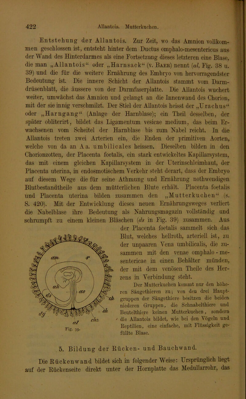 Entstehung (1er Allantois. Zur Zeit, wo das Amnion vollkom- men geschlossen ist, entsteht hinter dem Ductus omphalo-mesentericus aus der Wand des Hinterdarmes als eine Fortsetzung dieses letzteren eine Blase, die man „Allantois“ oder „Harnsack“ (v. Baee) nennt (al. Fig. 38 u. 39) und die für die weitere Ernährung des Embryo von hervorragendster Bedeutung ist. Die innere Schicht der Allantois stammt vom Darm- drüsenblatt, die äussere von der Darmfaserplatte. Die Allantois wuchert weiter, umwächst das Amnion und gelangt an die Innenwand des Chorion, mit der sie innig verschmilzt. Der Stiel der Allantois heisst der „Urachus“ oder „Harngang“ (Anlage der Harnblase); ein Theil desselben, der später obliterirt, bildet das Ligamentum vesicae medium, das beim Er- wachsenen vom Scheitel der Harnblase bis zum Nabel reicht. In die Allantois treten zwei Arterien ein, die Enden der primitiven Aorten, welche von da an Aa. umbilicales heissen. Dieselben bilden in den Chorionzotten, der Placenta foetalis, ein stark entwickeltes Kapillarsystem, das mit einem gleichen Kapillarsystem in der rterinschleimhaut, der Placenta uterina, in endosmotischem Verkehr steht derart, dass der Embryo auf diesem Wege die für seine Athmung und Ernährung nothwendigen Blutbestandtheile aus dem mütterlichen Blute erhält. Placenta foetalis und Placenta uterina bilden zusammen den „Mutterkuchen“ (s. S. 420). Mit der Entwicklung dieses neuen Ernährungsweges verliert die Nabelblase ihre Bedeutung als Nahrungsmagazin vollständig und schrumpft zu einem kleinen Bläschen (ds in Fig. 39) zusammen. Aus der Placenta foetalis sammelt sich das Blut, welches hellroth, arteriell ist, zu der unpaaren Vena umbilicalis, die zu- sammen mit den venae omphalo - me- sentericae in einen Behälter münden, der mit dem venösen Theile des Her- zens in Verbindung steht. Der Mutterkuchen kommt nur den höhe- ren Säugethieren zu; von den drei Haupt- gruppen der Säugethiere besitzen die beiden niederen Gruppen, die Schnabelthiere und Beutelthiere keinen Mutterkuchen, sondern die Allantois bildet, wie bei den Vögeln und Eeptilien, eine einfache, mit Flüssigkeit ge- füllte Blase. 5. Bildung der Rücken- und Bauchwand. < Die Rückenwrand bildet sich in folgender Weise: LTrsprimglich liegt auf der Rückenseite direkt unter der Hornplatte das Medullarrohr, das
