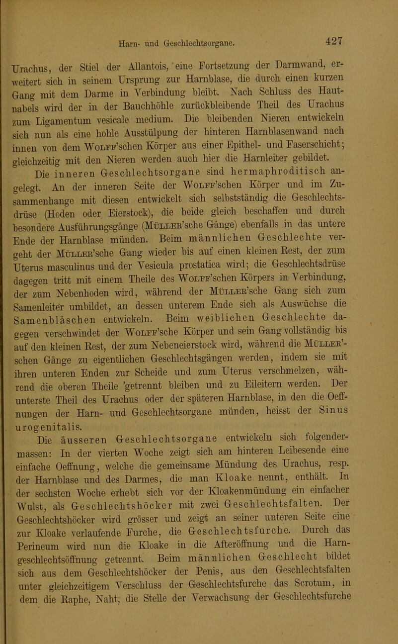 Harn- und Geschlechtsorgane. Urachus, der Stiel der Allantois, eine Fortsetzung der Darmwand, er- weitert sich in seinem Ursprung zur Harnblase, die durch einen kurzen Gang mit dem Darme in Verbindung bleibt. Nach Schluss des Haut- nabels wird der in der Bauchhöhle zurückbleibende Theil des Urachus zum Ligamentum vesicale medium. Die bleibenden Nieren entwickeln sich nun als eine holde Ausstülpung der hinteren Hamblasenwand nach innen von dem WoLFE’schen Körper aus einer Epithel- und Faserschicht; gleichzeitig mit den Nieren werden auch hier die Harnleiter gebildet. Die inneren Geschlechtsorgane sind hermaphroditisch an- gelegt, An der inneren Seite der WoLEE’schen Körper und im Zu- sammenhänge mit diesen entwickelt sich selbstständig die Geschlechts- drüse (Hoden oder Eierstock), die beide gleich beschaffen und durch besondere Ausführungsgänge (Müller’sehe Gänge) ebenfalls in das untere Ende der Harnblase münden. Beim männlichen Geschlechte ver- geht der MüLLER’sche Gang wieder bis auf einen kleinen Best, der zum Uterus masculinus und der Vesicula prostatica wird; die Geschlechtsdrüse dagegen tritt mit einem Theile des WoLEE’schen Körpers in Verbindung, der zum Nebenhoden wird, während der MüLLER’sche Gang sich zum Samenleiter umbildet, an dessen unterem Ende sich als Auswüchse die Samenbläschen entwickeln. Beim weiblichen Geschlechte da- gegen verschwindet der WoLEE’sche Körper und sein Gang vollständig bis auf den kleinen Rest, der zum Nebeneierstock wird, während die Müller’- schen Gänge zu eigentlichen Geschlechtsgängen werden, indem sie mit ihren unteren Enden zur Scheide und zum Uterus verschmelzen, wäh- rend die oberen Theile 'getrennt bleiben und zu Eileitern werden. Der unterste Theil des Urachus oder der späteren Harnblase, in den die Oeff- nungen der Harn- und Geschlechtsorgane münden, heisst der Sinus urogenitalis. Die äusseren Geschlechtsorgane entwickeln sich folgender- massen: In der vierten Woche zeigt sich am hinteren Leibesende eine einfache Oeffnung, welche die gemeinsame Mündung des Urachus, resp. der Harnblase und des Darmes, die man Kloake nennt, enthält. In der sechsten Woche erhebt sich vor der Kloakenmündung ein einfacher Wulst, als Geschlechtshöcker mit zwei Geschlechtsfalten. Der Geschlechtshöcker wird grösser und zeigt an seiner unteren Seite eine zur Kloake verlaufende Furche, die Geschlechtsfurche. Durch das Perineum wird nun die Kloake in die Afteröffnung und die Harn- geschlechtsöffhung getrennt. Beim männlichen Geschlecht bildet sich aus dem Geschlechtshöcker der Penis, aus den Geschlechtsfalten unter gleichzeitigem Verschluss der Geschlechtsfurche das Scrotum, in dem die Raphe, Naht, die Stelle der Verwachsung der Geschlechtsfurche