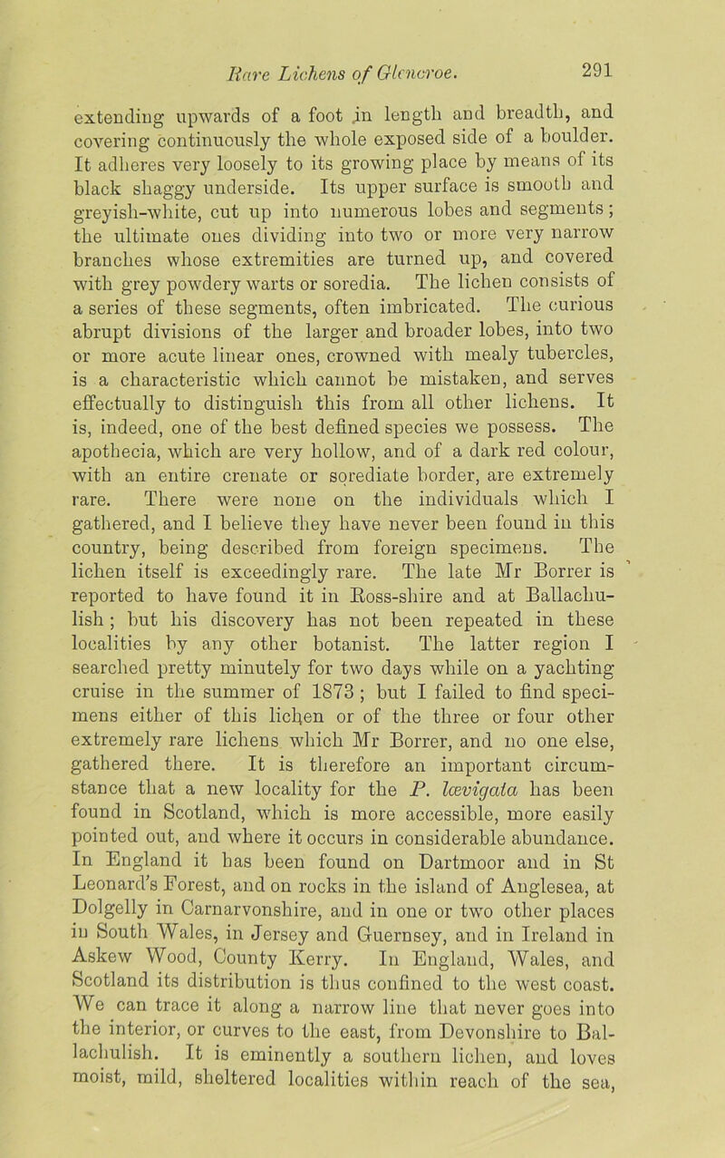 extending upwards of a foot in length and breadth, and covering continuously the whole exposed side of a boulder. It adheres very loosely to its growing place by means of its black shaggy underside. Its upper surface is smooth and greyish-white, cut up into numerous lobes and segments ; the ultimate ones dividing into two or more very narrow branches whose extremities are turned up, and covered with grey powdery warts or soredia. The lichen consists of a series of these segments, often imbricated. The curious abrupt divisions of the larger and broader lobes, into two or more acute linear ones, crowned with mealy tubercles, is a characteristic which cannot be mistaken, and serves effectually to distinguish this from all other lichens. It is, indeed, one of the best defined species we possess. The apothecia, which are very hollow, and of a dark red colour, with an entire crenate or sorediate border, are extremely rare. There were none on the individuals which I gathered, and I believe they have never been found in this country, being described from foreign specimens. The lichen itself is exceedingly rare. The late Mr Borrer is reported to have found it in Ross-shire and at Ballachu- lish ; but his discovery has not been repeated in these localities by any other botanist. The latter region I searched pretty minutely for two days while on a yachting cruise in the summer of 1873 ; but I failed to find speci- mens either of this licfien or of the three or four other extremely rare lichens which Mr Borrer, and no one else, gathered there. It is therefore an important circum- stance that a new locality for the P. Icevigala has been found in Scotland, which is more accessible, more easily pointed out, and where it occurs in considerable abundance. In England it has been found on Dartmoor and in St Leonard’s Forest, and on rocks in the island of Auglesea, at Dolgelly in Carnarvonshire, and in one or two other places in South Wales, in Jersey and Guernsey, and in Ireland in Askew Wood, County Kerry. In England, Wales, and Scotland its distribution is thus confined to the west coast. We can trace it along a narrow line that never goes into the interior, or curves to the east, from Devonshire to Bal- lachulish. It is eminently a southern lichen, and loves moist, mild, sheltered localities within reach of the sea,