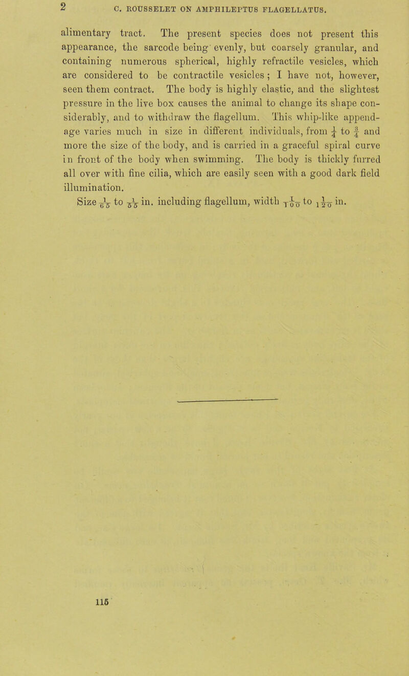 2 C. R0US8ELET ON AMPHILErTUS FLAGELLATUS. alimentary tract. The present species does not present this appearance, the sarcode being evenly, but coarsely granular, and containing numerous spherical, highly retractile vesicles, which are considered to be contractile vesicles; I have not, however, seen them contract. The body is highly elastic, and the slightest pressure in the live box causes the animal to change its shape con- siderably, and to withdraw the flagellum. This whip-like append- age varies much in size in different individuals, from ^ to £ and more the size of the body, and is carried in a graceful spiral curve in front of the body when swimming. The body is thickly furred all over with fine cilia, which are easily seen with a good dark field illumination. Size 6*5- to 5^ in. including flagellum, width to in.