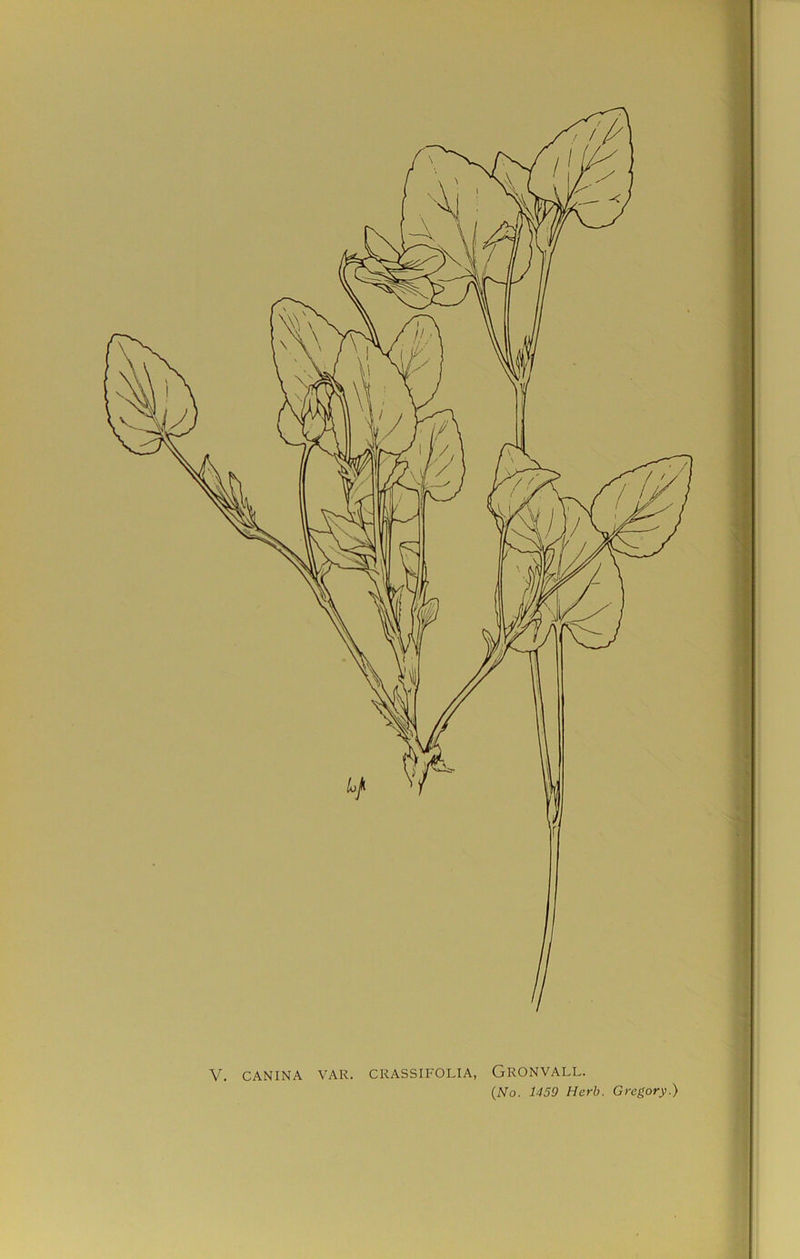 V. CANINA VAR. CRASSIFOLIA, GRONVALL. (No. 1459 Herb. Gregory.)