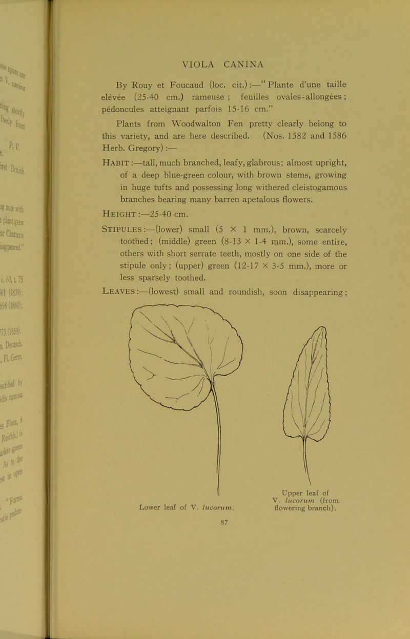 By Rouy et Foucaud (loc. cit.):—“ Plante d’une taille elevee (25-40 cm.) rameuse ; feuilles ovales-allongees ; pedoncules atteignant parfois 15-16 cm.” Plants from Woodwalton Fen pretty clearly belong to this variety, and are here described. (Nos. 1582 and 1586 Herb. Gregory) :— Habit:—tall, much branched, leafy,glabrous; almost upright, of a deep blue-green colour, with brown stems, growing in huge tufts and possessing long withered cleistogamous branches bearing many barren apetalous flowers. Height :—25-40 cm. Stipules :—(lower) small (5X1 mm.), brown, scarcely toothed; (middle) green (8-13 X 1-4 mm.), some entire, others with short serrate teeth, mostly on one side of the stipule only; (upper) green (12-17 X 3-5 mm.), more or less sparsely toothed. LEAVES:—(lowest) small and roundish, soon disappearing; Upper leaf of V. lucorum (from flowering branch). Lower leaf of V. lucorum.