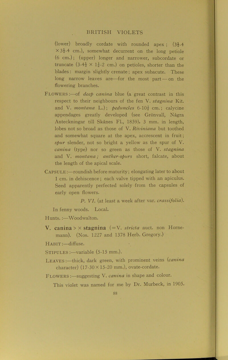 (lower) broadly cordate with rounded apex ; (3j-4 X 3^-4 cm.), somewhat decurrent on the long petiole (6 cm.); (upper) longer and narrower, subcordate or truncate (3-4i X li-2 cm.) on petioles, shorter than the blades : margin slightly crenate ; apex subacute. These long narrow leaves are—for the most part — on the flowering branches. Flowers:—of deep canina blue (a great contrast in this respect to their neighbours of the fen V. stagnina Kit. and V. montana L.); peduncles 6-lOg cm.; calycine appendages greatly developed (see Gronvall, Nagra Anteckningar till Skanes FI., 1859), 3 mm. in length, lobes not so broad as those of V. Riviniana but toothed and somewhat square at the apex, accrescent in fruit; spur slender, not so bright a yellow as the spur of V. canina (type) nor so green as those of V. stagnina and V. montana; anther-spurs short, falcate, about the length of the apical scale. Capsule:—roundish before maturity; elongating later to about 1 cm. in dehiscence; each valve tipped with an apiculus. Seed apparently perfected solely from the capsules of early open flowers. P. VI. (at least a week after var. crassifolia). In fenny woods. Local. Hunts.:—Woodwalton. V. canina > x stagnina ( = V. stricta auct. non Horne- mann). (Nos. 1227 and 1378 Herb. Gregory.) Habit:—diffuse. Stipules:—variable (5-15 mm.). Leaves :—thick, dark green, with prominent veins (canina character) (17-30 X 15-20 mm.), ovate-cordate. Flowers :—suggesting V. canina in shape and colour. This violet was named for me by Dr. Murbeck, in 1905.