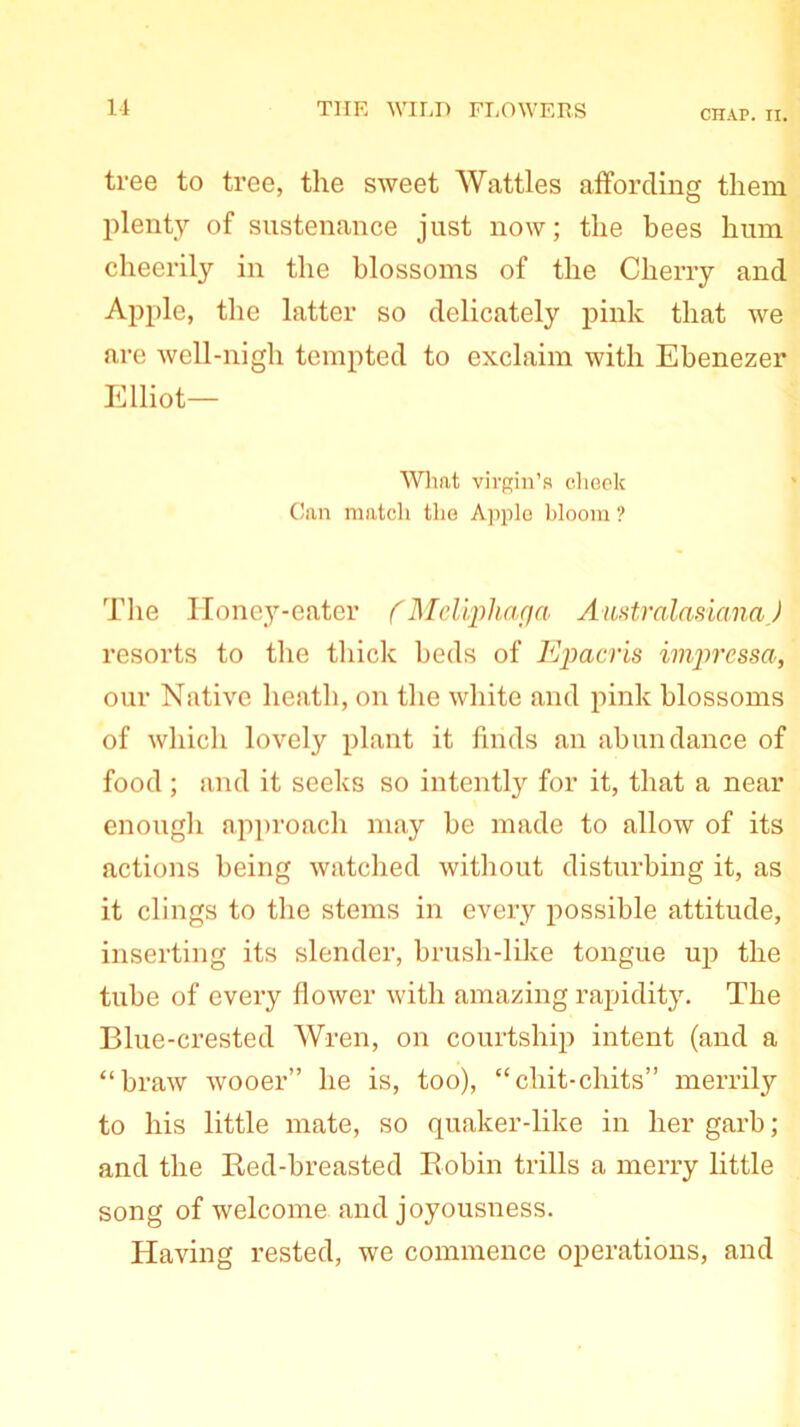 CHAP. II. tree to tree, the sweet Wattles affording them plenty of sustenance just now; the bees hum cheerily in the blossoms of the Cherry and Apple, the latter so delicately pink that we are well-nigh tempted to exclaim with Ebenezer Elliot— Wlmt virgin’s cheek Can match the Apple bloom ? The Honey-eater fMeliphaga AustralasianaJ resorts to the thick beds of Epacris imjircssa, our Native heath, on the white and pink blossoms of which lovely plant it finds an abundance of food ; and it seeks so intently for it, that a near enough approach may be made to allow of its actions being watched without disturbing it, as it clings to the stems in every possible attitude, inserting its slender, brush-like tongue up the tube of every flower with amazing rapidity. The Blue-crested Wren, on courtship intent (and a “braw wooer” he is, too), “chit-chits” merrily to his little mate, so quaker-like in her garb; and the Red-breasted Robin trills a merry little song of welcome and joyousness. Having rested, we commence operations, and