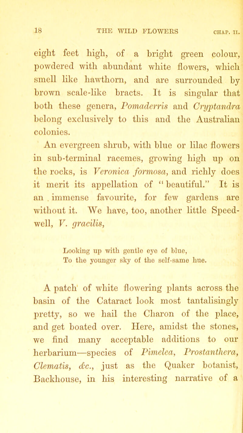 eight feet high, of a bright green colour, powdered with abundant white flowers, which smell like hawthorn, and are surrounded by brown scale-like bracts. It is singular that both these genera, Pomaderris and Cryptandra belong exclusively to this and the Australian colonies. An evergreen shrub, with blue or lilac flowers in sub-terminal racemes, growing high up on the rocks, is Veronica formosa, and richly does it merit its appellation of “ beautiful.” It is an . immense favourite, for few gardens are without it. We have, too, another little Speed- well, V. gracilis, Looking up with gentle eye of blue, To the younger sky of the self-same hue. A patch of white flowering plants across the basin of the Cataract look most tantalisingly pretty, so we hail the Charon of the place, and get boated over. Here, amidst the stones, we find many acceptable additions to our herbarium—species of Pimclea, Prostanthcra, Clematis, die., just as the Quaker botanist, Backhouse, in his interesting narrative of a