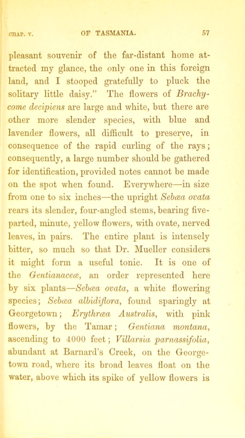 pleasant souvenir of the far-distant home at- tracted my glance, the only one in this foreign land, and I stooped gratefully to pluck the solitary little daisy.” The flowers of Brachy- come clecipiens are large and white, but there are other more slender species, with blue and lavender flowers, all difficult to preserve, in consequence of the rapid curling of the rays; consequently, a large number should be gathered for identification, provided notes cannot be made on the spot when found. Everywhere—in size from one to six inches—the upright Sebcea ovata rears its slender, four-angled stems, bearing five- parted, minute, yellow flowers, with ovate, nerved leaves, in pairs. The entire plant is intensely bitter, so much so that Dr. Mueller considers it might form a useful tonic. It is one of the Gentianacece, an order represented here by six plants—Sebcea ovata, a white flowering species; Sebcea albidiflora, found sparingly at Georgetown; Erythrcea Australis, with pink flowers, by the Tamar; Gentiana montana, ascending to 4000 feet; Villarsla parnassifolia, abundant at Barnard’s Creek, on the George- town road, where its broad leaves float on the water, above which its spike of yellow flowers is