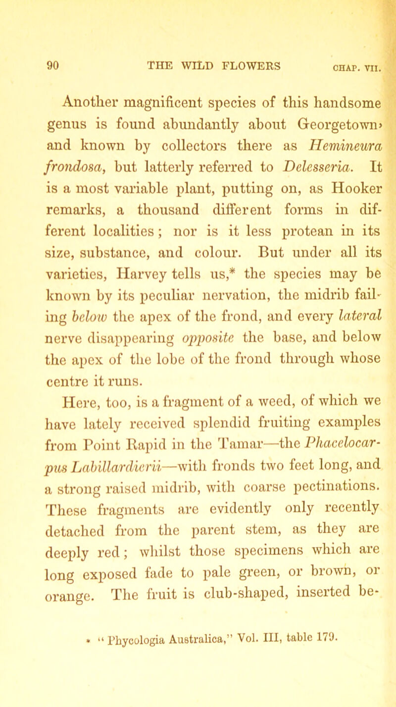 Another magnificent species of this handsome genus is found abundantly about Georgetown and known by collectors there as Hemineura froiidosa, but latterly referred to Delesseria. It is a most variable plant, putting on, as Hooker remarks, a thousand different forms in dif- ferent localities; nor is it less protean in its size, substance, and colour. But under all its varieties, Harvey tells us,* the species may be known by its peculiar nervation, the midrib fail- ing below the apex of the frond, and every lateral nerve disappearing opposite the base, and below the apex of the lobe of the frond through whose centre it runs. Here, too, is a fragment of a weed, of which we have lately received splendid fruiting examples from Point Rapid in the Tamar—the Pliacelocar- pus Labillardierii—with fronds two feet long, and a strong raised midrib, with coarse pectinations. These fragments are evidently only recently detached from the parent stem, as they are deeply red; whilst those specimens which are long exposed fade to pale green, or brown, or orange. The fruit is club-shaped, inserted be- » “ Phycologia Australica,” Vol. Ill, tabic 179.