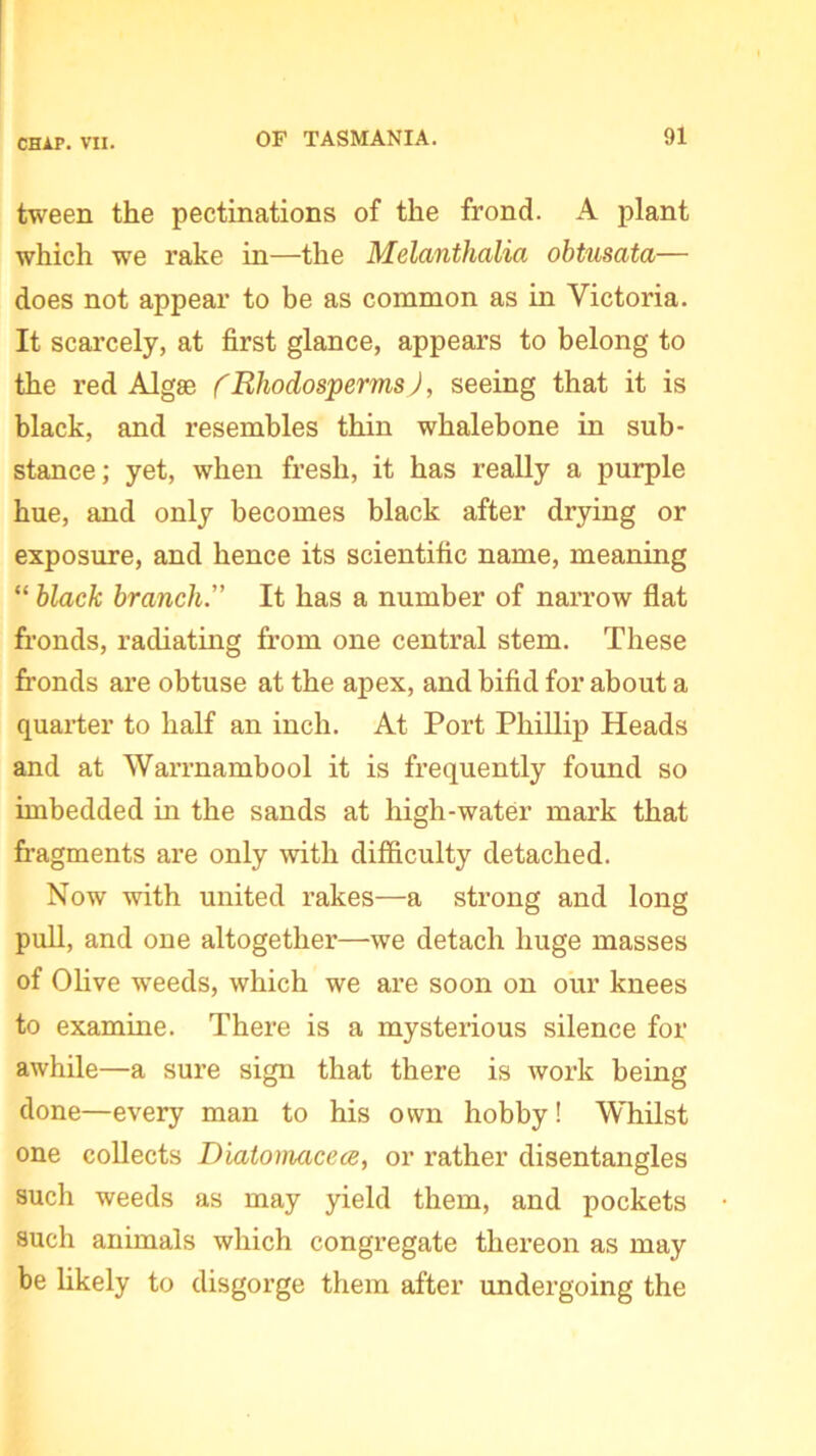 tween the pectinations of the frond. A plant which we rake in—the Melanthalia obtusata— does not appear to be as common as in Victoria. It scarcely, at first glance, appears to belong to the red Algae (Rhodosperms), seeing that it is black, and resembles thin whalebone in sub- stance; yet, when fresh, it has really a purple hue, and only becomes black after drying or exposure, and hence its scientific name, meaning “ black branch.” It has a number of narrow flat fronds, radiating from one central stem. These fronds are obtuse at the apex, and bifid for about a quarter to half an inch. At Port Phillip Heads and at Warrnambool it is frequently found so imbedded in the sands at high-water mark that fragments are only with difficulty detached. Now with united rakes—a strong and long pull, and one altogether—we detach huge masses of Olive weeds, which we are soon on our knees to examine. There is a mysterious silence for awhile—a sure sign that there is work being done—every man to his own hobby! Whilst one collects Diatomacece, or rather disentangles such weeds as may yield them, and pockets such animals which congregate thereon as may be likely to disgorge them after undergoing the