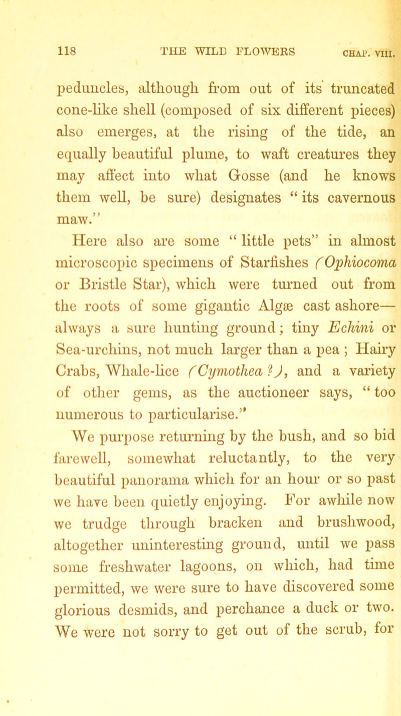 peduncles, although from out of its truncated cone-like shell (composed of six different pieces) also emerges, at the rising of the tide, an equally beautiful plume, to waft creatures they may affect into what Crosse (and he knows them well, be sure) designates “ its cavernous maw.” Here also are some “ little pets” in almost microscopic specimens of Starfishes (Ophiocoma or Bristle Star), which were turned out from the roots of some gigantic Algte cast ashore— always a sure hunting ground; tiny Echini or Sea-urchins, not much larger than a pea ; Hairy Crabs, Whale-lice (Cymothea ?), and a variety of other gems, as the auctioneer says, “ too numerous to particularise.” We purpose returning by the bush, and so bid farewell, somewhat reluctantly, to the very beautiful panorama which for an hour or so past we have been quietly enjoying. For awhile now we trudge through bracken and brushwood, altogether uninteresting ground, until we pass some freshwater lagoons, on which, had time permitted, we were sure to have discovered some glorious desmids, and perchance a duck or two. We were not sorry to get out of the scrub, for