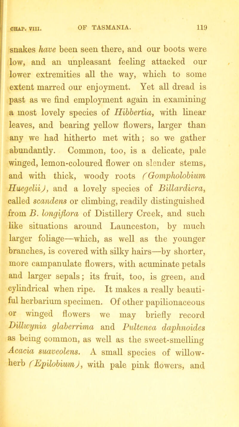 snakes have been seen there, and our boots were low, and an unpleasant feeling attacked our lower extremities all the way, which to some extent marred our enjoyment. Yet all dread is past as we find employment again in examining a most lovely species of Hibbertia, with linear leaves, and bearing yellow flowers, larger than any we had hitherto met with; so we gather abundantly. Common, too, is a delicate, pale winged, lemon-coloured flower on slender stems, and with thick, woody roots (Gompholobium HuegeliiJ, and a lovely species of Billardiera, called scandens or climbing, readily distinguished from B. longiflora of Distillery Creek, and such like situations around Launceston, by much larger foliage—which, as well as the younger branches, is covered with silky hairs—by shorter, more campanulate flowers, with acuminate petals and larger sepals; its fruit, too, is green, and cylindrical when ripe. It makes a really beauti- ful herbarium specimen. Of other papilionaceous or winged flowers we may briefly record DiUwynia glaberrima and Pultenea daphnoides as being common, as well as the sweet-smelling Acacia suaveolens. A small species of willow- herb (Epilobium), with pale pink flowers, and