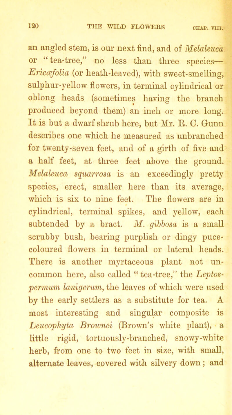 CHAP. VlII. an angled stem, is our next find, and of Melaleuca or “ tea-tree,” no less than three species— Ericcefolia (or heath-leaved), with sweet-smelling, sulphur-yellow flowers, in terminal cylindrical or oblong heads (sometimes having the branch produced beyond them) an inch or more long. It is hut a dwarf shrub here, but Mr. R. C. Gunn describes one which he measured as unbranched for twenty-seven feet, and of a girth of five and a half feet, at three feet above the ground. Melaleuca squarrosa is an exceedingly pretty species, erect, smaller here than its average, which is six to nine feet. The flowers are in cylindrical, terminal spikes, and yellow, each subtended by a bract. M. gibbosa is a small scrubby bush, bearing purplish or dingy puce- coloured flowers in terminal or lateral heads. There is another myrtaceous plant not un- common here, also called “ tea-tree,” the Leptos- permum lanigerum, the leaves of which were used by the early settlers as a substitute for tea. A most interesting and singular composite is Leucopliyta Brownei (Brown’s white plant), ■ a little rigid, tortuously-branched, snowy-white herb, from one to two feet in size, with small, alternate leaves, covered with silvery down; and