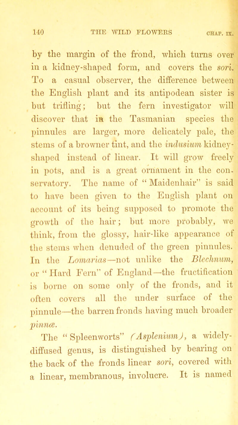 by the margin of the frond, which turns over in a kidney-shaped form, and covers the sori. To a casual observer, the difference between the English plant and its antipodean sister is but trifling; but the fern investigator will discover that in the Tasmanian species the pinnules are larger, more delicatety pale, the stems of a browner tint, and the indusiwm kidney- shaped instead of linear. It will grow freely in pots, and is a great ornament in the con- servatory. The name of “ Maidenhair” is said to have been given to the English plant on account of its being supposed to promote the growth of the hair; but more probably, we think, from the glossy, hair-like appearance of the stems when denuded of the green pinnules. In the Lomarias—not unlike the Blechnum, or “Hard Fern” of England—the fructification is borne on some only of the fronds, and it often covers all the under surface of the pinnule—the barren fronds having much broader pinna. The “ Spleen worts” fAspleniumJ, a widely- diffused genus, is distinguished by bearing on the back of the fronds linear sori, covered with a linear, membranous, involucre. It is named