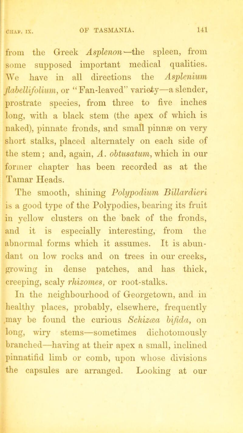 from the Greek Asplenon—the spleen, from some supposed important medical qualities. We have in all directions the Asplenivm JiabelUfolium, or “Fan-leaved” variety—a slender, prostrate species, from three to five inches long, with a black stem (the apex of which is naked), pinnate fronds, and small pinnae on very short stalks, placed alternately on each side of the stem; and, again, A. obtusatum, which in our former chapter has been recorded as at the Tamar Heads. The smooth, shining Polypodium Billardieri is a good type of the Polypodies, bearing its fruit in yellow clusters on the back of the fronds, and it is especially interesting, from the abnormal forms which it assumes. It is abun- dant on low rocks and on trees in our creeks, growing in dense patches, and has thick, creeping, scaly rhizomes, or root-stalks. In the neighbourhood of Georgetown, and in healthy places, probably, elsewhere, frequently .may be found the curious Schizaa bifida, on long, wiry stems—sometimes dichotomously branched—having at their apex a small, inclined pinnatifid limb or comb, upon whose divisions the capsules are arranged. Looking at our