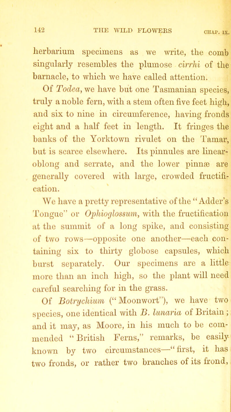 CHAP. IX. herbarium specimens as we write, the comb singularly resembles the plumose cirrhi of the barnacle, to which we have called attention. Of Toclea, we have but one Tasmanian species, truly a noble fern, with a stem often five feet high, and six to nine in circumference, having fronds eight and a half feet in length. It fringes the banks of the Yorktown rivulet on the Tamar, but is scarce elsewhere. Its pinnules are linear- oblong and serrate, and the lower pinnae are generally covered with large, crowded fructifi- cation. We have a pretty representative of the “Adder’s Tongue” or Opldoglossum, with the fructification at the summit of a long spike, and consisting of two rows—opposite one another—each con- taining six to thirty globose capsules, which burst separately. Our specimens are a little more than an inch high, so the plant will need careful searching for in the grass. Of Botryckmm (“ Moonwort”), we have two species, one identical with B. Imaria of Britain ; and it may, as Moore, in his much to be com- mended “ British Ferns,” remarks, be easily known by two circumstances—“ first, it has two fronds, or rather two branches of its frond,