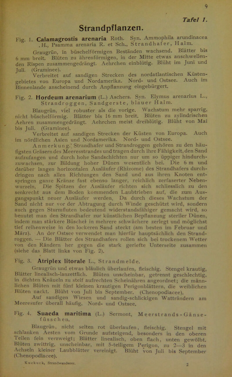 Tafel 1. Strandpflanzen. Fig. 1. Calamagrostis arenaria Roth. Syn. Ammophila arundinacea . H., Psamma arenaria R. et Sch., Strandhafer, Flalm. Graugrün, in büschelförmigen Beständen wachsend. Blätter bis 6 mm breit. Blüten zu ährenförmigen, in der Mitte etwas anschwellen- den Rispen zusammengedrängt. Aehrchen einblütig. Blüht im Juni und Juli. (Graminee). Verbreitet auf sandigen Strecken des nordatlantischen Küsten- gebietes von Europa und Nordamerika. Nord- und Ostsee. Auch im Binnenlande anscheinend durch Anpflanzung eingebürgert. Fig. 2. Hordeum arenarium (L.) Aschers. Syn. Elymus arenarius L., Strandroggen, Sandgerste, blauer Halm. Blaugrün, viel robuster als die vorige. Wachstum mehr sparrig, nicht büschelförmig. Blätter bis 16 mm breit. Blüten zu zylindrischen Aehren zusammengedrängt. Aehrchen meist dreiblütig. Blüht von Mai bis Juli. (Graminee). Verbreitet auf sandigen Strecken der Küsten von Europa. Auch im nördlichen Asien und Nordamerika. Nord- und Ostsee. Anm erk ung.’Strandhafer und Strandroggen gehören zu den häu- figsten Gräsern des Meeresstrandes und tragen durch ihre Fähigkeit, den Sand aufzufangen und durch hohe Sandschichten nur um so üppiger hindurch- zuwachsen, zur Bildung hoher Dünen wesentlich bei. Die 6 m und darüber langen horizontalen Ausläufer (Rhizome) des Strandhafers durch- dringen nach allen Richtungen den Sand und aus ihren Knoten ent- springen ganze Kränze fast ebenso langer, reichlich zerfaserter Neben- wurzeln. Die Spitzen der Ausläufer richten sich schliesslich zu den senkrecht aus dem Boden kommenden Laubtrieben auf, die zum Aus- gangspunkt neuer Ausläufer werden. Da durch dieses Wachstum der Sand nicht nur vor der Abtragung durch Winde geschützt wird, sondern auch gegen Sturmfluten bedeutend widerstandsfähiger gemacht wird, so benutzt man den Strandhafer zur künstlichen Bepflanzung steriler Dünen, indem man stärkere Büschel in mehrere schwächere zerlegt und möglichst tief reihenweise in den lockeren Sand steckt (am besten im Februar und März). An der Ostsee verwendet man hierfür hauptsächlich den Strand- roggen. — Die Blätter des Strandhafers rollen sich bei trockenem Wetter von den Rändern her gegen die stark geriefte Unterseite zusammen (siehe das Blatt links von Fig. 2). Fig. 3. Atriplex litorale L., Strandmelde. Graugrün und etwas bläulich überlaufen, fleischig. Stengel krautig, Blätter linealisch-lanzettlich. Blüten unscheinbar, getrennt geschlechtig, in dichten Knäueln zu steif aufrechten Scheinähren angeordnet; die männ- lichen Blüten mit fünf kleinen krautigen Perigonblättern, die weiblichen Blüten nackt. Blüht von Juli bis September. (Chenopodiacee). Auf sandigen W iesen und sandig-schlickigen Watträndern am Meeresufer überall häufig. Nord- und Ostsee. Fig. 4. Suaeda maritima (L.) Sermont, Meerstrands - Gänse- füssche n. Blaugrün, nicht selten rot überlaufen, fleischig. Stengel mit schlanken Aesten vom Grunde aufsteigend, besonders in den oberen Teilen fein verzweigt; Blätter linealisch, oben flach, unten gewölbt. Blüten zwittrig, unscheinbar, mit 5-teiligem Perigon, zu 2—3 in den Achseln kleiner Laubblätter vereinigt. Blüht von Juli bis September (Chenopodiacee). Kuckuck, Strandwanderer. /y