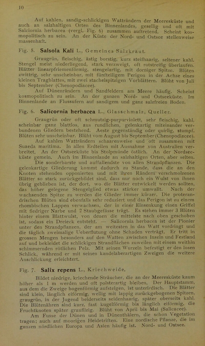 Auf kahlen, sandig-schlickigen Watträndern der Meeresküste und auch an salzhaltigen Orten des Binnenlandes, gesellig und oft mit Salciornia herbacea (vergl. Fig. 6) zusammen auftretend. Scheint kos- mopolitisch zu sein. An der Küste der Nord- und Ostsee stellenweise massenhaft. Fig. 5. Salsola Kali L., Gemeines Salzkraut. Graugrün, fleischig, ästig borstig, kurz steifhaarig, seltener kahl. Stengel meist niederliegend, stark verzweigt, oft rotstreifig überlaufen. Blätter linearpfriemenförmig, stengelartig, mit dorniger Spitze. Blüten zwittrig, sehr unscheinbar, mit fünfteiligem Perigon in der Achse eines kleinen Tragblattes, mit zwei stachelspitzigen Vorblättern. Blüht von Juli bis September (Chenopodiacee). Auf Dünenrändern und Sandfeldern am Meere häufig. Scheint kosmopolitisch zu sein. An der ganzen Nord- und Ostseeküste. Im Binnenlande an Flussufern auf sandigem und ganz salzfreien Boden. Fig. 6. Salicornia herbacea L., Glasschmalz, Queller. Graugrün oder oft schmutzig-purpurviolett, sehr fleischig, kahl, scheinbar ganz blattlos, aus rundlichen, gelenkartig miteinander ver- bundenen Gliedern bestehend. Aeste gegenständig oder quirlig, stumpf. Blüten sehr unscheinbar. Blüht vom August bis September (Chenopodiacee). Auf kahlen Watträndern schaarenweise und oft zusammen mit Suaeda maritima. In allen Erdteilen mit Ausnahme von Australien ver- breitet. An der Ostseeküste bis Stolpmünde östlich. An der Nordsee- küste gemein. Auch im Binnenlande an salzhaltigen Orten, aber selten. Die sonderbarste und auffallendste von allen Strandpflanzen. Die gelenkartige Gliederung kommt dadurch zu Stande, dass die an den Knoten stehenden opponierten und mit ihren Rändern verschmolzenen Blätter so stark zurückgebildet sind, dass nur noch ein Wulst von ihnen übrig geblieben ist, der dort, wo die Blätter entwickelt werden sollten, das höher gelegene Stengelglied etwas stärker umwallt. Nach der wachsenden Spitze zu werden die Glieder immer kürzer. Die proteran- drischen Blüten sind ebenfalls sehr reduziert und das Perigon ist zu einem rhombischen Lappen verwachsen, der in einer Einsenkung einen Griffel mit fiedriger Narbe und 2 Staubgefässe trägt. Es stehen immer 3 Blüten hinter einem Blattwulst, von denen die mittelste nach oben geschoben ist, sodass ein Dreieck entsteht. — Salicornia herbacea ist der Pionier unter den Strandpflanzen, der am weitesten in das V att vordringt und die täglich zweimalige Ueberllutung ohne Schaden verträgt. Er tritt in grossen Mengen besonders auf den Watten zwischen Inseln und hestland auf und bekleidet die schlickigen Strandflächen zuweilen mit einem weithin schimmernden rötlichen Pelz. Mit seinen Wurzeln befestigt er den losen Schlick, während er mit seinen kandelaberartigen Zweigen die weitere Anschlickung erleichtert. Fig. 7- Salix repens L., Kriechweide. Bildet niedrige, kriechende Sträucher, die an der Meeresküste kaum höher als 1 m werden und oft polsterartig bleiben. Der Hauptstamm, aus dem die Zweige bogenförmig aufsteigen, ist unterirdisch. Die Blätter sind klein, länglich eiförmig, wellig mit lappig zurückgebogenen Spitzen, graugrün, in der Jugend beiderseits seidenhaarig, später oberseits kahl. Die Blütenähren sind kurz, fast kugelförmig bis länglich eiförmig, die Fruchtknoten später graufilzig. Blüht von April bis Mai (Salicacee). Am Fusse der Dünen und in Diinenthälern, die schon \ egetation tragen; auch auf moorigen Heidetriften. Eine nordische Pflanze, die im ganzen nördlichen Europa und Asien häufig ist. Nord- und Ostsee.