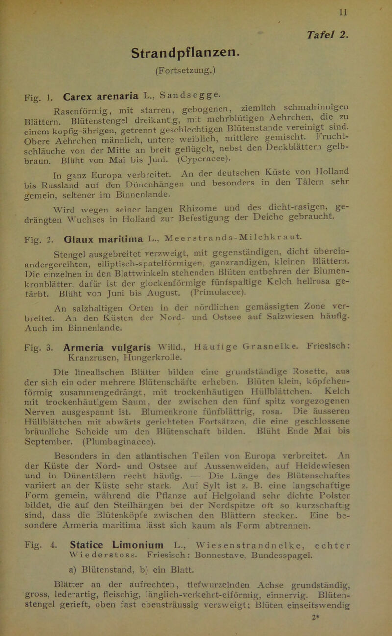 Strandpflanzen. (Fortsetzung.) 11 Tafel 2. Fig. 1. Carex arenaria L., Sandsegge. Rasenförmig, mit starren, gebogenen, ziemlich schmalrinnigen Blättern. Blütenstengel dreikantig, mit mehrblütigen Aehrchen, die zu einem kopfig-ährigen, getrennt geschlechtigen Blutenstände vereinigt sind. Obere Aehrchen männlich, untere weiblich, mittlere gemischt, tiuci- schläuche von der Mitte an breit geflügelt, nebst den Deckblättern gelb- braun. Blüht von Mai bis Juni. (Cyperacee). In ganz Europa verbreitet. An der deutschen Küste von Holland bis Russland auf den Dünenhängen und besonders in den I älern sein gemein, seltener im Binnenlande. Wird wegen seiner langen Rhizome und des dicht-rasigen, ge- drängten Wuchses in Holland zur Befestigung der Deiche gebraucht. Fig. 2. Glaux maritima L., Meerstrands-Milchkraut. Stengel ausgebreitet verzweigt, mit gegenständigen, dicht überein- andergereihten, elliptisch-spatelförmigen, ganzrandigen, kleinen Blattern. Die einzelnen in den Blattwinkeln stehenden Blüten entbehren dei Blumen- kronblätter, dafür ist der glockenförmige fünfspaltige Kelch hellrosa ge- färbt. Blüht von Juni bis August. (Primulacee). An salzhaltigen Orten in der nördlichen gemässigten Zone ver- breitet. An den Küsten der Nord- und Ostsee auf Salzwiesen häufig. Auch im Binnenlande. Fig. 3. Armeria vulgaris Willd., Häufige Grasnelke. Friesisch: Kranzrusen, Hungerkrolle. Die linealischen Blätter bilden eine grundständige Rosette, aus der sich ein oder mehrere Blütenschäfte erheben. Blüten klein, köpfchen- förmig zusammengedrängt, mit trockenhäutigen Hüllblättchen. Kelch mit trockenhäutigem Saum, der zwischen den fünf spitz vorgezogenen Nerven ausgespannt ist. Blumenkrone fünfblättrig, rosa. Die äusseren Hüllblättchen mit abwärts gerichteten Fortsätzen, die eine geschlossene bräunliche Scheide um den Blütenschaft bilden. Blüht Ende Mai bis September. (Plumbaginacee). Besonders in den atlantischen Teilen von Europa verbreitet. An der Küste der Nord- und Ostsee auf Aussenweiden, auf Heidewiesen und in Dünentälern recht häufig. — Die Länge des Blütenschaftes variiert an der Küste sehr stark. Auf Sylt ist z. B. eine langschaftige Form gemein, während die Pflanze auf Helgoland sehr dichte Polster bildet, die auf den Steilhängen bei der Nordspitze oft so kurzschaftig sind, dass die Blütenköpfe zwischen den Blättern stecken. Eine be- sondere Armeria maritima lässt sich kaum als Form abtrennen. Fig. 4. Statice Limonium L., Wiesenstrandnelke, echter Wiederstoss. Friesisch: Bonnestave, Bundesspagel. a) Blütenstand, b) ein Blatt. Blätter an der aufrechten, tiefwurzelnden Achse grundständig, gross, lederartig, fleischig, länglich-verkehrt-eiförmig, einnervig. Blüten- stengel gerieft, oben fast ebensträussig verzweigt; Blüten einseitswendig 2*