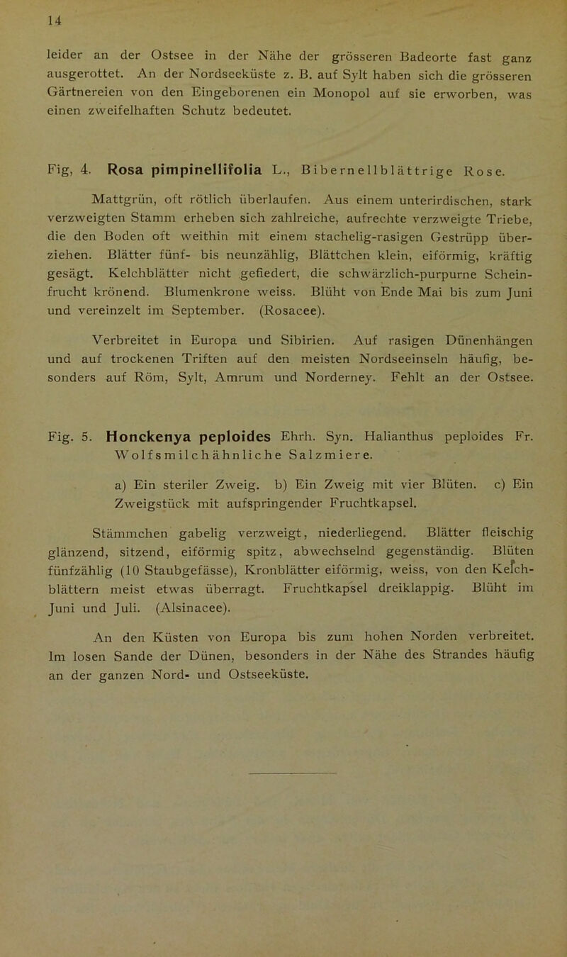 leider an der Ostsee in der Nähe der grösseren Badeorte fast ganz ausgerottet. An der Nordsecküste z. B. auf Sylt haben sich die grösseren Gärtnereien von den Eingeborenen ein Monopol auf sie erworben, was einen zweifelhaften Schutz bedeutet. Fig, 4. Rosa pimpinellifolia L., Biberneilblättrige Rose. Mattgrün, oft rötlich überlaufen. Aus einem unterirdischen, stark verzweigten Stamm erheben sich zahlreiche, aufrechte verzweigte Triebe, die den Boden oft weithin mit einem stachelig-rasigen Gestrüpp über- ziehen. Blätter fünf- bis neunzählig, Blättchen klein, eiförmig, kräftig gesägt. Kelchblätter nicht gefiedert, die schwärzlich-purpurne Schein- frucht krönend. Blumenkrone weiss. Blüht von Ende Mai bis zum Juni und vereinzelt im September. (Rosacee). Verbreitet in Europa und Sibirien. Auf rasigen Dünenhängen und auf trockenen Triften auf den meisten Nordseeinseln häufig, be- sonders auf Röm, Sylt, Amrum und Norderney. Fehlt an der Ostsee. Fig. 5. Honckenya peploides Ehrh. Syn. Halianthus peploides Fr. Wolfsmilchähnliche Salzmiere. a) Ein steriler Zweig, b) Ein Zweig mit vier Blüten, c) Ein Zweigstück mit aufspringender Fruchtkapsel. Stämmchen gabelig verzweigt, niederliegend. Blätter fleischig glänzend, sitzend, eiförmig spitz, abwechselnd gegenständig. Blüten fünfzählig (10 Staubgefässe), Kronblätter eiförmig, weiss, von den Kefch- blättern meist etwas überragt. Fruchtkapsel dreiklappig. Blüht im Juni und Juli. (Alsinacee). An den Küsten von Europa bis zum hohen Norden verbreitet. Im losen Sande der Dünen, besonders in der Nähe des Strandes häufig an der ganzen Nord- und Ostseeküste.