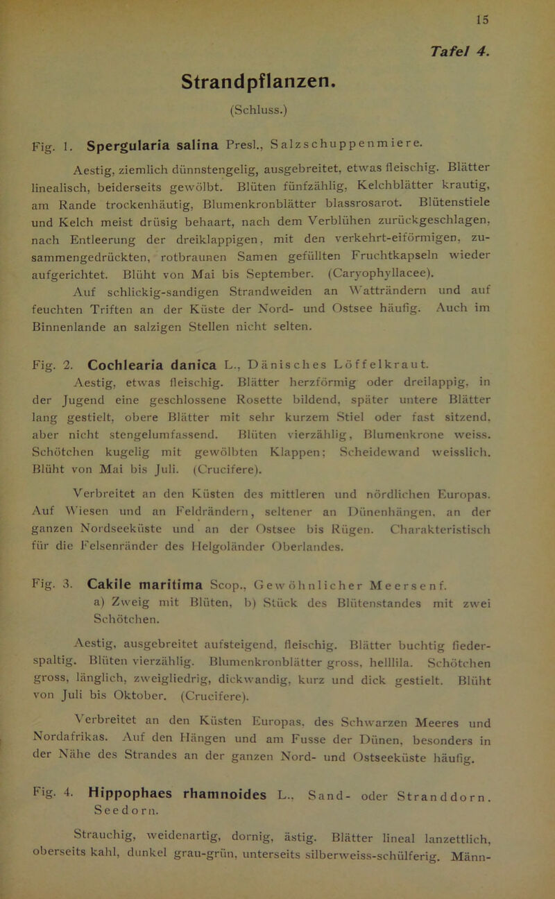 Tafel 4. Strandpflanzen. (Schluss.) Fig. 1. Spergularia salina Presl., Salzschuppenmiere. Aestig, ziemlich clünnstengelig, ausgebreitet, etwas fleischig. Blätter linealisch, beiderseits gewölbt. Blüten fünfzählig, Kelchblätter krautig, am Rande trockenhäutig, Blumenkronblätter blassrosarot. Blütenstiele und Kelch meist drüsig behaart, nach dem Verblühen zurückgeschlagen, nach Entleerung der dreiklappigen, mit den verkehrt-eiförmigen, zu- sammengedrückten, rotbraunen Samen gefüllten Fruchtkapseln wieder aufgerichtet. Blüht von Mai bis September. (Caryophyllacee). Auf schlickig-sandigen Strandweiden an V atträndern und auf feuchten Triften an der Küste der Nord- und Ostsee häufig. Auch im Binnenlande an salzigen Stellen nicht selten. Fig. 2. Cochlearia danica L., Dänisches Löffelkraut. Aestig, etwas fleischig. Blätter herzförmig oder dreilappig, in der Jugend eine geschlossene Rosette bildend, später untere Blätter lang gestielt, obere Blätter mit sehr kurzem Stiel oder fast sitzend, aber nicht stengelumfassend. Blüten vierzählig, Blumenkrone weiss. Schötchen kugelig mit gewölbten Klappen: Scheidewand weisslich. Blüht von Mai bis Juli. (Crucifere). Verbreitet an den Küsten des mittleren und nördlichen Europas. Auf Wiesen und an Feldrändern, seltener an Dünenhängen, an der ganzen Nordseeküste und an der Ostsee bis Rügen. Charakteristisch für die Felsenränder des Helgoländer Oberlandes. Fig. 3. Cakile maritima Scop., Gewöhnlicher Meersenf. a) Zweig mit Blüten, b) Stück des Blütenstandes mit zwei Schötchen. Aestig, ausgebreitet aufsteigend, fleischig. Blätter buchtig fieder- spaltig. Blüten vierzählig. Blumenkronblätter gross, helllila. Schötchen gross, länglich, zweigliedrig, dickwandig, kurz und dick gestielt. Blüht von Juli bis Oktober. (Crucifere). \ erbreitet an den Küsten Europas, des Schwarzen Meeres und Nordafrikas. Auf den Hängen und am Fusse der Dünen, besonders in der Nähe des Strandes an der ganzen Nord- und Ostseeküste häufig. fig. 4. Hippophaes rhaninoides L., Sand- oder Stranddorn. See dorn. Strauchig, weidenartig, dornig, ästig. Blätter lineal lanzettlich, oberseits kahl, dunkel grau-grün, unterseits silberweiss-schülferig. Männ-