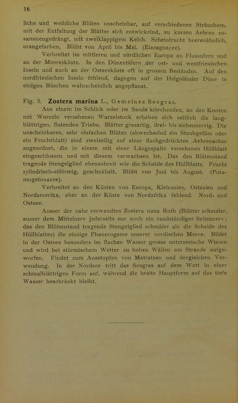liehe und weibliche Blüten unscheinbar, auf verschiedenen Sträuchern, mit der Entfaltung der Blätter sich entwickelnd, zu kurzen Aehren zu- sammengedrängt, mit zweiklappigem Kelch. Scheinfrucht beerenähnlich, orangefarben. Blüht von April bis Mai. (Elaeagnacee). Verbreitet im mittleren und nördlichen Europa an Flussufern und an der Meeresküste. In den Dünentälern der ost- und westfriesischen Inseln und auch an der Ostseeküste oft in grossen Beständen. Auf den nordfriesischen Inseln fehlend, dagegen auf der Helgoländer Düne in einigen Büschen wahrscheinlich angepflanzt. Fig. 5. Zostera marina L., Gemeines Seegras. Aus einem im Schlick oder im Sande kriechenden, an den Knoten mit Wurzeln versehenen Wurzelstock erheben sich seitlich die lang- blättrigen, flutenden Triebe. Blätter grasartig, drei- bis siebennervig. Die unscheinbaren, sehr einfachen Blüten (abwechselnd ein Staubgefäss oder ein Fruchtblatt) sind zweizeilig auf einer flachgedrückten Aehrenachse angeordnet, die in einem mit einer Längsspalte versehenen Hüllblatt eingeschlossen und mit diesem verwachsen ist. Das den Blütenstand tragende Stengelglied ebensobreit wie die Scheide des Hüllblatts. Frucht zylindrisch-eiförmig, geschnäbelt. Blüht von Juni bis August. (Pota- mogetonacee). Verbreitet an den Küsten von Europa, Kleinasien, Ostasien und Nordamerika, aber an der Küste von Nordafrika fehlend. Nord- und Ostsee. Ausser der nahe verwandten Zostera nana Roth (Blätter schmaler, ausser dem Mittelnerv jederseits nur noch ein randständiger Seitennerv; das den Blütenstand tragende Stengelglied schmäler als die Scheide des Hüllblattes) die einzige Phanerogame unserer nordischen Meere. Bildet in der Ostsee besonders im flachen Wasser grosse unterseeische Wiesen und wird bei stürmischem Wetter zu hohen Wällen am Strande aufge- worfen. Findet zum Ausstopfen von Matratzen und dergleichen Ver- wendung. In der Nordsee tritt das Seegras auf dem Watt in einer schmalblättrigen Form auf, während die breite Hauptform auf das tiefe Wasser beschränkt bleibt.