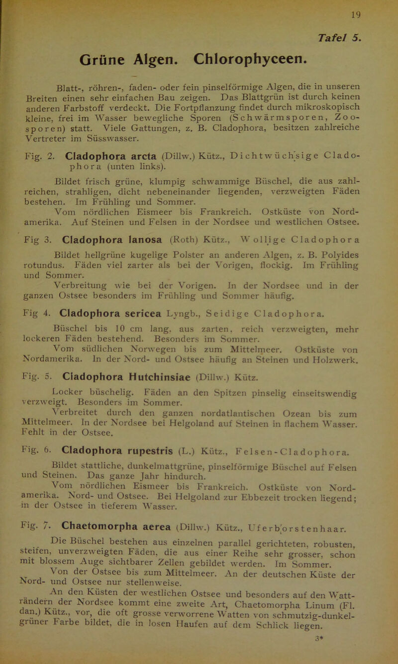 Tafel 5. Grüne Algen. Chlorophyceen. Blatt-, röhren-, faden- oder fein pinselförmige Algen, die in unseren Breiten einen sehr einfachen Bau zeigen. Das Blattgrün ist durch keinen anderen Farbstoff verdeckt. Die Fortpflanzung findet durch mikroskopisch kleine, frei im Wasser bewegliche Sporen (Schwärmsporen, Zoo- sporen) statt. Viele Gattungen, z. B. Cladophora, besitzen zahlreiche Vertreter im Süsswasser. Fig. 2. Cladophora arcta (Dillw.) Kütz., Dichtwüclysige Clado- phora (unten links). Bildet frisch grüne, klumpig schwammige Büschel, die aus zahl- reichen, strahligen, dicht nebeneinander liegenden, verzweigten Fäden bestehen. Im Frühling und Sommer. Vom nördlichen Eismeer bis Frankreich. Ostküste von Nord- amerika. Auf Steinen und Felsen in der Nordsee und westlichen Ostsee. Fig 3. Cladophora lanosa (Roth) Kütz., Wollige Cladophora Bildet hellgrüne kugelige Polster an anderen Algen, z. B. Polyides rotundus. Fäden viel zarter als bei der Vorigen, flockig. Im Frühling und Sommer. Verbreitung wie bei der Vorigen. In der Nordsee und in der ganzen Ostsee besonders im Frühling und Sommer häufig. Fig 4. Cladophora sericea Lyngb., Seidige Cladophora. Büschel bis 10 cm lang, aus zarten, reich verzweigten, mehr lockeren Fäden bestehend. Besonders im Sommer. Vom südlichen Norwegen bis zum Mittelmeer. Ostküste von Nordamerika, ln der Nord- und Ostsee häufig an Steinen und Holzwerk. Fig. 5. Cladophora Hutchinsiae (Dillw.) Kütz. Locker büschelig. Fäden an den Spitzen pinselig einseitswendig verzweigt. Besonders im Sommer. Verbreitet durch den ganzen nordatlantischen Ozean bis zum Mittelmeer. In der Nordsee bei Helgoland auf Steinen in flachem Wasser. Fehlt in der Ostsee. Fig. 6. Cladophora rupestris (L.) Kiitz., Felsen-Cladophora. Bildet stattliche, dunkelmattgrüne, pinselförmige Büschel auf Felsen und Steinen. Das ganze Jahr hindurch. Vom nördlichen Eismeer bis Frankreich. Ostküste von Nord- amerika. Nord- und Ostsee. Bei Helgoland zur Ebbezeit trocken liegend; in der Ostsee in tieferem Wasser. fig. /• Chaetomorpha aerea (Dillw.) Kütz., I ferborstenhaar. Die Büschel bestehen aus einzelnen parallel gerichteten, robusten, steifen, unverzweigten Fäden, die aus einer Reihe sehr grosser, schon mit blossem Auge sichtbarer Zellen gebildet werden. Im Sommer. Von dei Ostsee bis zum Mittelmeer. An der deutschen Küste der Nord- und Ostsee nur stellenweise. An den Küsten der westlichen Ostsee und besonders auf den Watt- rändern (ter Nordsee kommt eine zweite Art, Chaetomorpha Linum (Fl. dan.) Kütz., vor, die oft grosse verworrene Watten von schmutzig-dunkel- gruner I-arbe bildet, die in losen Haufen auf dem Schlick liegen. 3*