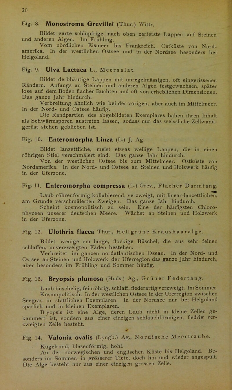 Fig. 8. Monostroma Grevillei (Thur.) Wittr. Bildet zarte schlüpfrige, nach oben zerfetzte Lappen auf Steinen und anderen Algen. Im Frühling. Vom nördlichen Eismeer bis Frankreich. Ostküste von Nord- amerika. In der westlichen Ostsee und in der Nordsee besonders bei Helgoland. Fig. 9. Ulva Lactuca L., Meersalat. Bildet derbhäutige Lappen mit unregelmässigen, oft eingerissenen Rändern. Anfangs an Steinen und anderen Algen festgewachsen, später lose auf dem Boden flacher Buchten und oft von erheblichen Dimensionen. Das ganze Jahr hindurch. Verbreitung ähnlich wie bei der vorigen, aber auch im Mittelmeer. In der Nord- und Ostsee häufig. Die Randpartien des abgebildeten Exemplares haben ihren Inhalt als Schwärmsporen austreten lassen, sodass nur das weissliche Zellwand- gerüst stehen geblieben ist. Fig. 10. Enteromorpha Linza (L.) J. Ag. Bildet lanzettliche, meist etwas wellige Lappen, die in einen röhrigen Stiel verschmälert sind. Das ganze Jahr hindurch. Von der westlichen Ostsee bis zum Mittelmeer. Ostküste von Nordamerika. In der Nord- und Ostsee an Steinen und Holzwerk häufig in der Uferzone. Fig. 11. Enteromorpha compressa (L.) Grev., Flacher Darmtang. Laub röhrenförmig kollabierend, verzweigt, mit linear-lanzettlichen, am Grunde verschmälerten Zweigen. Das ganze Jahr hindurch. Scheint kosmopolitisch zu sein. Eine der häufigsten Chloro- phyceen unserer deutschen Meere. Wächst an Steinen und Holzwerk in der Uferzone. Fig. 12. Ulothrix flacca Thur., Hellgrüne Kraushaaralge. Bildet wenige cm lange, flockige Büschel, die aus sehr feinen schlaffen, unverzweigten Fäden bestehen. Verbreitet im ganzen nordatlantischen Ozean, ln der Nord- und Ostsee an Steinen und Holzwerk der Uferregion das ganze Jahr hindurch, aber besonders im Frühling und Sommer häufig. Fig. 13. Bryopsis plumosa (Huds.) Ag., Grüner Federtang. Laub büschelig, feinröhrig, schlaff, fiederartig verzweigt. Im Sommer. Kosmopolitisch. In der westlichen Ostsee in der Uferregion zwischen Seegras in stattlichen Exemplaren. In der Nordsee nur bei Helgoland spärlich und in kleinen Exemplaren. Bryopsis ist eine Alge, deren Laub nicht in kleine Zellen ge- kammert ist, sondern aus einer einzigen schlauchförmigen, fiedrig ver- zweigten Zelle besteht. Fig. 14. Valonia ovalis (Lyngb.) Ag., Nordische Meertraube. Kugelrund, blasenförmig, hohl. An der norwegischen und englischen Küste bis Helgoland. Be- sonders im Sommer, in grösserer Tiefe, doch hin und wieder angespült. Die Alge besteht nur aus einer einzigen grossen Zelle.