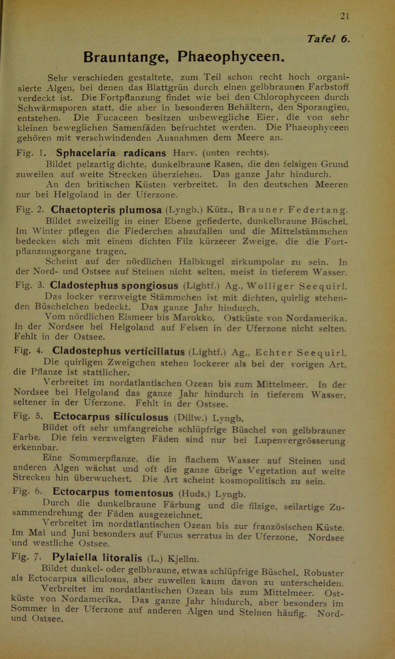 21 Tafel 6. Brauntange, Phaeophyceen. Sehr verschieden gestaltete, zum Teil schon recht hoch organi- sierte Algen, bei denen das Blattgrün durch einen gelbbraunen Farbstoff verdeckt ist. Die Fortpflanzung findet wie bei den Chlorophyceen durch Schwärmsporen statt, die aber in besonderen Behältern, den Sporangien, entstehen. Die Fucaceen besitzen unbewegliche Eier, die von sehr kleinen beweglichen Samenfäden befruchtet werden. Die Phaeophyceen gehören mit verschwindenden Ausnahmen dem Meere an. Fig. 1. Sphacelaria radicans Harv. (unten rechts). Bildet pelzartig dichte, dunkelbraune Rasen, die den felsigen Grund zuweilen auf weite Strecken überziehen. Das ganze Jahr hindurch. An den britischen Küsten verbreitet. In den deutschen Meeren nur bei Helgoland in der Uferzone. Fig. 2. Chaetopteris plumosa (Lyngb.) Kütz., Brauner Federtang. Bildet zweizeilig in einer Ebene gefiederte, dunkelbraune Büschel. Im Winter pflegen die Fiederchen abzufallen und die Mittelstämmchen bedecken sich mit einem dichten Filz kürzerer Zweige, die die Fort- pflanzungsorgane tragen. Scheint auf der nördlichen Halbkugel zirkumpolar zu sein. In der Nord- und Ostsee auf Steinen nicht selten, meist in tieferem Wasser. Fig. 3. Cladostephus spongiosus (Lightf.) Ag., Wolliger Seequirl. Das locker verzweigte Stämmchen ist mit dichten, quirlig stehen- den Büschelchen bedeckt. Das ganze Jahr hindurch. \ om nördlichen Eismeer bis Marokko. Ostküste von Nordamerika. In der iSordsee bei Helgoland auf Felsen in der Uferzone nicht selten. Fehlt in der Ostsee. Fig. 4. Cladostephus verticillatus (Lightf.) Ag., Echter Seequirl. Die quirligen Zweigehen stehen lockerer als bei der vorigen Art. die Pflanze ist stattlicher. \ erbreitet im nordatlantischen Ozean bis zum Mittelmeer. In der Nordsee bei Helgoland das ganze Jahr hindurch in tieferem Wasser, seltener in der Uferzone. Fehlt in der Ostsee. Fig. 5. Ectocarpus siliculosus (Dillw.) Lyngb. Bildet oft sehr umfangreiche schlüpfrige Büschel von gelbbrauner Farbe. Die fein verzweigten Fäden sind nur bei Lupenvergrösserung erkennbar. Eine Sommerpflanze, die in flachem Wasser auf Steinen und anderen Algen wächst und oft die ganze übrige Vegetation auf weite Strecken hin überwuchert. Die Art scheint kosmopolitisch zu sein. Fig. 6. Ectocarpus tomentosus (Huds.) Lyngb. Durch die dunkelbraune Färbung und die filzige, seilartige Zu- sammendrehung der Fäden ausgezeichnet. } erbreitet im nordatlantischen Ozean bis zur französischen Küste im Mai und Juni besonders auf Fucus serratus in der Uferzone. Nordsee und westliche Ostsee. Fig. 7- Pylaiella litoralis (L.) Kjellm. Bildet dunkel-oder gelbbraune, etwas schlüpfrige Büschel. Robuster als Ectocarpus siliculosus, aber zuweilen kaum davon zu unterscheiden. Verbreitet im nordatlantischen Ozean bis zum Mittelmeer. Ost- kuste von Nordamerika. Das ganze Jahr hindurch, aber besonders im Sommer in der Uferzone auf anderen Algen und Steinen häufig. Nord- und Ostsee. ö