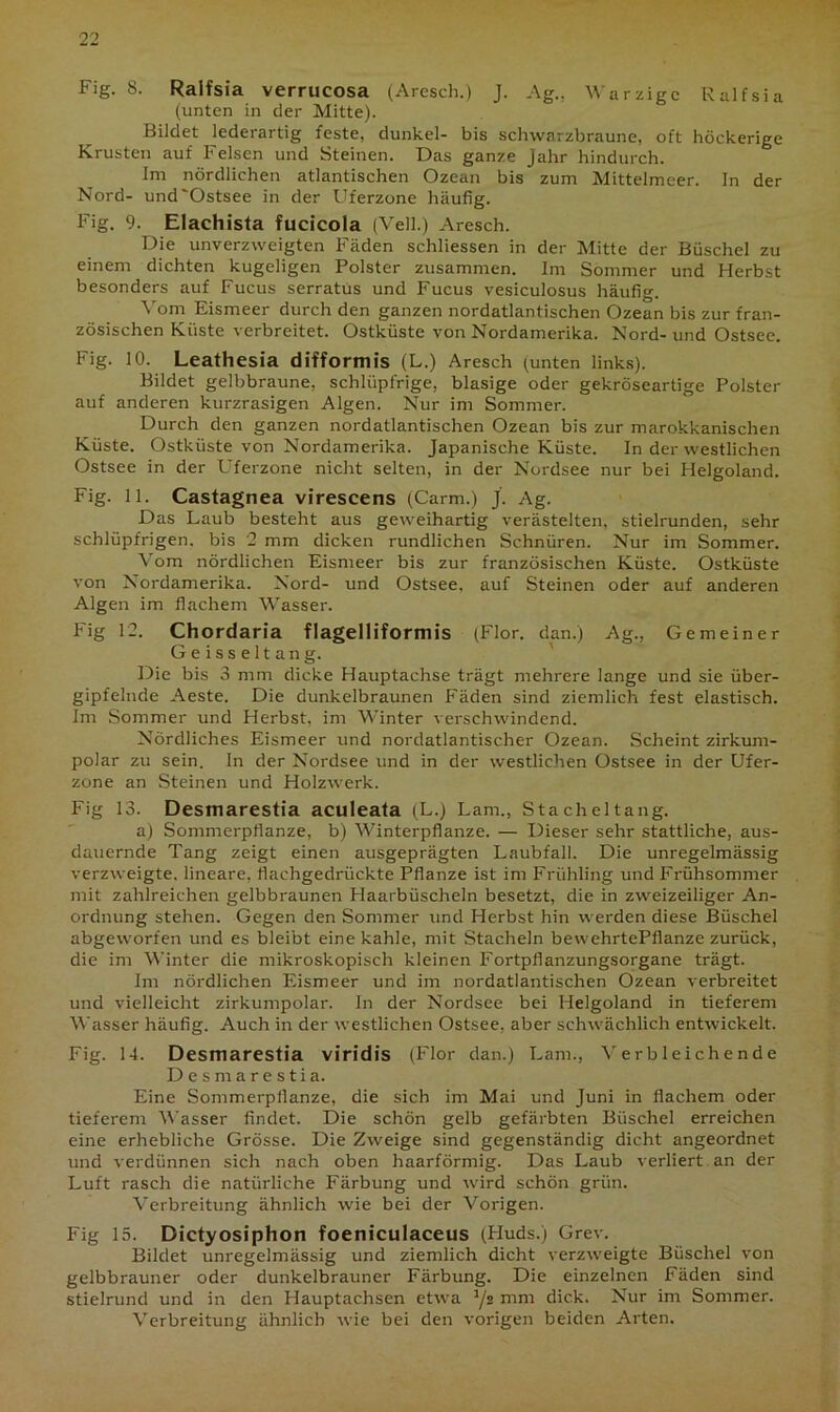 Fig. 8. Ralfsia verrucosa (Aresch.) J. Ag., Warzige Ralfsia (unten in der Mitte). Bildet lederartig feste, dunkel- bis schwarzbraune, oft höckerige Krusten auf Felsen und Steinen. Das ganze Jahr hindurch. Im nördlichen atlantischen Ozean bis zum Mittelmeer. In der Nord- und'Ostsee in der Uferzone häufig. Fig. 9. Elachista fucicola (Veil.) Aresch. Die unverzweigten Fäden schliessen in der Mitte der Büschel zu einem dichten kugeligen Polster zusammen. Im Sommer und Herbst besonders auf Fucus serratüs und Fucus vesiculosus häufig. Vom Eismeer durch den ganzen nordatlantischen Ozean bis zur fran- zösischen Küste verbreitet. Ostküste von Nordamerika. Nord- und Ostsee. Fig. 10. Leathesia difformis (L.) Aresch (unten links). Bildet gelbbraune, schlüpfrige, blasige oder gekröseartige Polster auf anderen kurzrasigen Algen. Nur im Sommer. Durch den ganzen nordatlantischen Ozean bis zur marokkanischen Küste. Ostküste von Nordamerika. Japanische Küste. In der westlichen Ostsee in der Uferzone nicht selten, in der Nordsee nur bei Helgoland. Fig. 11. Castagnea virescens (Carm.) J. Ag. Das Laub besteht aus geweihartig verästelten, stielrunden, sehr schlüpfrigen, bis 2 mm dicken rundlichen Schnüren. Nur im Sommer. Vom nördlichen Eismeer bis zur französischen Küste. Ostküste von Nordamerika. Nord- und Ostsee, auf Steinen oder auf anderen Algen im flachem Wasser. Fig 12. Chordaria flagelliformis (Flor, dan.) Ag., Gemeiner Geisseltang. Die bis 3 mm dicke Hauptachse trägt mehrere lange und sie über- gipfelnde Aeste. Die dunkelbraunen Fäden sind ziemlich fest elastisch. Im Sommer und Herbst, im Winter verschwindend. Nördliches Eismeer und nordatlantischer Ozean. Scheint zirkum- polar zu sein. In der Nordsee und in der westlichen Ostsee in der Ufer- zone an Steinen und Holzwerk. Fig 13. Destnarestia aculeata (L.) Lam., Stacheltang. a) Sommerpflanze, b) Winterpflanze. — Dieser sehr stattliche, aus- dauernde Tang zeigt einen ausgeprägten Laubfall. Die unregelmässig verzweigte, lineare, flachgedrückte Pflanze ist im Frühling und Frühsommer mit zahlreichen gelbbraunen Haarbüscheln besetzt, die in zweizeiliger An- ordnung stehen. Gegen den Sommer und Herbst hin werden diese Büschel abgeworfen und es bleibt eine kahle, mit Stacheln bewehrtePflanze zurück, die im Winter die mikroskopisch kleinen Fortpflanzungsorgane trägt. Im nördlichen Eismeer und im nordatlantischen Ozean verbreitet und vielleicht zirkumpolar. In der Nordsee bei Helgoland in tieferem Wasser häufig. Auch in der westlichen Ostsee, aber schwächlich entwickelt. Fig. 14. Desmarestia viridis (Flor dan.) Lam., Verbleichende Desmarestia. Eine Sommerpflanze, die sich im Mai und Juni in flachem oder tieferem Wasser findet. Die schön gelb gefärbten Büschel erreichen eine erhebliche Grösse. Die Zweige sind gegenständig dicht angeordnet und verdünnen sich nach oben haarförmig. Das Laub verliert an der Luft rasch die natürliche Färbung und wird schön grün. Verbreitung ähnlich wie bei der Vorigen. Fig 15. Dictyosiphon foeniculaceus (Huds.) Grev. Bildet unregelmässig und ziemlich dicht verzweigte Büschel von gelbbrauner oder dunkelbrauner Färbung. Die einzelnen Fäden sind stielrund und in den Hauptachsen etwa 1/s mm dick. Nur im Sommer. Verbreitung ähnlich wie bei den vorigen beiden Arten.