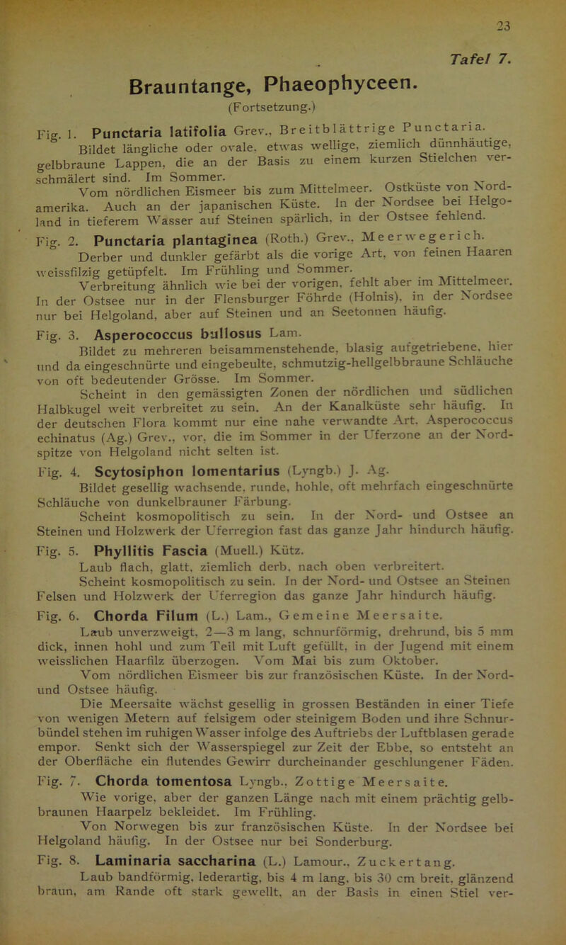 Tafel 7. Brauntange, Phaeophyceen. (Fortsetzung.) Fig. 1. Punctaria latifolia Grev., Breitblättrige Punctaiia. Bildet längliche oder ovale, etwas wellige, ziemlich dünnhäutige, gelbbraune Lappen, die an der Basis zu einem kurzen Stielchen ver- schmälert sind. Im Sommer. XT , Vom nördlichen Eismeer bis zum Mittelmeer. Ostkuste von Nord- amerika. Auch an der japanischen Küste. In der Nordsee bei Helgo- land in tieferem Wasser auf Steinen spärlich, in der Ostsee iehlend. Fig. 2. Punctaria plantaginea (Roth.) Grev., Meerwegerich. Derber und dunkler gefärbt als die vorige Art. von feinen Haaren weissfilzig getüpfelt. Im Frühling und Sommer. Verbreitung ähnlich wie bei der vorigen, fehlt abet im Mittelmeei. In der Ostsee nur in der Flensburger Föhrde (Holnis). in der Nordsee nur bei Helgoland, aber auf Steinen und an Seetonnen häufig. Fig. 3. Asperococcus bullosus Lam. Bildet zu mehreren beisammenstehende, blasig aufgetriebene, hiet und da eingeschnürte und eingebeulte, schmutzig-hellgelbbraune Schläuche von oft bedeutender Grösse. Im Sommer. Scheint in den gemässigten Zonen der nördlichen und südlichen Halbkugel weit verbreitet zu sein. An der Kanalküste sehr häufig. In der deutschen Flora kommt nur eine nahe verwandte Art. Asperococcus echinatus (Ag.) Grev., vor, die im Sommer in der Uferzone an der Nord- spitze von Helgoland nicht selten ist. Fig. 4. Scytosiphon lomentarius (Lvngb.) J. Ag. Bildet gesellig wachsende, runde, hohle, oft mehrfach eingeschnürte Schläuche von dunkelbrauner Färbung. Scheint kosmopolitisch zu sein. In der Nord- und Ostsee an Steinen und Holzwerk der Uferregion fast das ganze Jahr hindurch häufig. Fig. 5. Phyllitis Fascia (Muell.) Kütz. Laub flach, glatt, ziemlich derb, nach oben verbreitert. Scheint kosmopolitisch zu sein. In der Nord- und Ostsee an Steinen Felsen und Holzwerk der Uferregion das ganze Jahr hindurch häufig. Fig. 6. Chorda Filum (L.) Lam., Gemeine Meersaite. Laub unverzweigt, 2—3 m lang, schnurförmig, drehrund, bis 5 mm dick, innen hohl und zum Teil mit Luft gefüllt, in der Jugend mit einem weisslichen Haarfilz überzogen. Vom Mai bis zum Oktober. Vom nördlichen Eismeer bis zur französischen Küste. In der Nord- und Ostsee häufig. Die Meersaite wächst gesellig in grossen Beständen in einer Tiefe von wenigen Metern auf felsigem oder steinigem Boden und ihre Schnur- bündel stehen im ruhigen Wasser infolge des Auftriebs der Luftblasen gerade empor. Senkt sich der Wasserspiegel zur Zeit der Ebbe, so entsteht an der Oberfläche ein flutendes Gewirr durcheinander geschlungener Fäden. Fig. 7. Chorda tomentosa Lyngb., Zottige Meersaite. Wie vorige, aber der ganzen Länge nach mit einem prächtig gelb- braunen Haarpelz bekleidet. Im Frühling. Von Norwegen bis zur französischen Küste. In der Nordsee bei Helgoland häufig. In der Ostsee nur bei Sonderburg. Fig. 8. Laminaria saccharina (L.) Lamour., Zuckertang. Laub bandförmig, lederartig, bis 4 m lang, bis 30 cm breit, glänzend braun, am Rande oft stark gewellt, an der Basis in einen Stiel ver-
