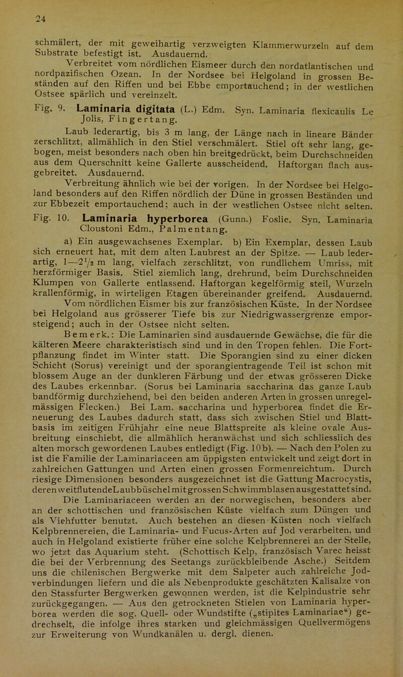 schmälert, der mit geweihartig verzweigten Klammerwurzeln auf dem Substrate befestigt ist. Ausdauernd. Verbreitet vom nördlichen Eismeer durch den nordatlantischen und nordpazifischen Ozean. In der Nordsee bei Helgoland in grossen Be- ständen auf den Riffen und bei Ebbe emportauchend; in der westlichen Ostsee spärlich und vereinzelt. I'ig. 9. Laminaria digitata (L.) Edm. Syn. Laminaria flexicaulis Le Jobs, Fingertang. Laub lederartig, bis 3 m lang, der Länge nach in lineare Bänder zerschlitzt, allmählich in den Stiel verschmälert. Stiel oft sehr lang, ge- bogen, meist besonders nach oben hin breitgedrückt, beim Durchschneiden aus dem Querschnitt keine Gallerte ausscheidend. Haftorgan flach aus- gebreitet. Ausdauernd. Verbreitung ähnlich wie bei der vorigen. In der Nordsee bei Helgo- land besonders auf den Riffen nördlich der Düne in grossen Beständen und zur Ebbezeit emportauchend; auch in der westlichen Ostsee nicht selten. Fig. 10. Laminaria hyperborea (Gunn.) Foslie. Syn. Laminaria Cloustoni Edm., Palmentang. a) Ein ausgewachsenes Exemplar, b) Ein Exemplar, dessen Laub sich erneuert hat, mit dem alten Laubrest an der Spitze. — Laub leder- artig, 1—2j/2 m lang, vielfach zerschlitzt, von rundlichem Umriss, mit herzförmiger Basis. Stiel ziemlich lang, drehrund, beim Durchschneiden Klumpen von Gallerte entlassend. Haftorgan kegelförmig steil, Wurzeln krallenförmig, in wirteligen Etagen übereinander greifend. Ausdauernd. Vom nördlichen Eismer bis zur französischen Küste. In der Nordsee bei Helgoland aus grösserer Tiefe bis zur Niedrigwassergrenze empor- steigend ; auch in der Ostsee nicht selten. Bemerk.: Die Laminarien sind ausdauernde Gewächse, die für die kälteren Meere charakteristisch sind und in den Tropen fehlen. Die Fort- pflanzung findet im Winter statt. Die Sporangien sind zu einer dicken Schicht (Sorus) vereinigt und der sporangientragende Teil ist schon mit blossem Auge an der dunkleren Färbung und der etwas grösseren Dicke des Laubes erkennbar. (Sorus bei Laminaria saccharina das ganze Laub bandförmig durchziehend, bei den beiden anderen Arten in grossen unregel- mässigen Flecken.) Bei Lam. saccharina und hyperborea findet die Er- neuerung des Laubes dadurch statt, dass sich zwischen Stiel und Blatt- basis im zeitigen Frühjahr eine neue Blattspreite als kleine ovale Aus- breitung einschiebt, die allmählich heranwächst und sich schliesslich des alten morsch gewordenen Laubes entledigt (Fig. 10b). — Nach den Polen zu ist die Familie der Laminariaceen am üppigsten entwickelt und zeigt dort in zahlreichen Gattungen und Arten einen grossen Formenreichtum. Durch riesige Dimensionen besonders ausgezeichnet ist die Gattung Macrocystis, deren weitflutendeLaubbüschel mit grossen Schwimmblasen ausgestattet sind. Die Laminariaceen werden an der norwegischen, besonders aber an der schottischen und französischen Küste vielfach zum Düngen und als Viehfutter benutzt. Auch bestehen an diesen Küsten noch vielfach Kelpbrennereien, die Laminaria- und Fucus-Arten auf Jod verarbeiten, und auch in Helgoland existierte früher eine solche Kelpbrennerei an der Stelle, wo jetzt das Aquarium steht. (Schottisch Kelp, französisch Varec heisst die bei der Verbrennung des Seetangs zurückbleibende Asche.) Seitdem uns die chilenischen Bergwerke mit dem Salpeter auch zahlreiche Jod- verbindungen liefern und die als Nebenprodukte geschätzten Kalisalze von den Stassfurter Bergwerken gewonnen werden, ist die Kelpindustrie sehr zurückgegangen. — Aus den getrockneten Stielen von Laminaria hyper- borea werden die sog. Quell- oder Wundstifte („stipites Larninariae“) ge- drechselt, die infolge ihres starken und gleichmässigen Quellvermögens zur Erweiterung von Wundkanälen u. dergl. dienen.