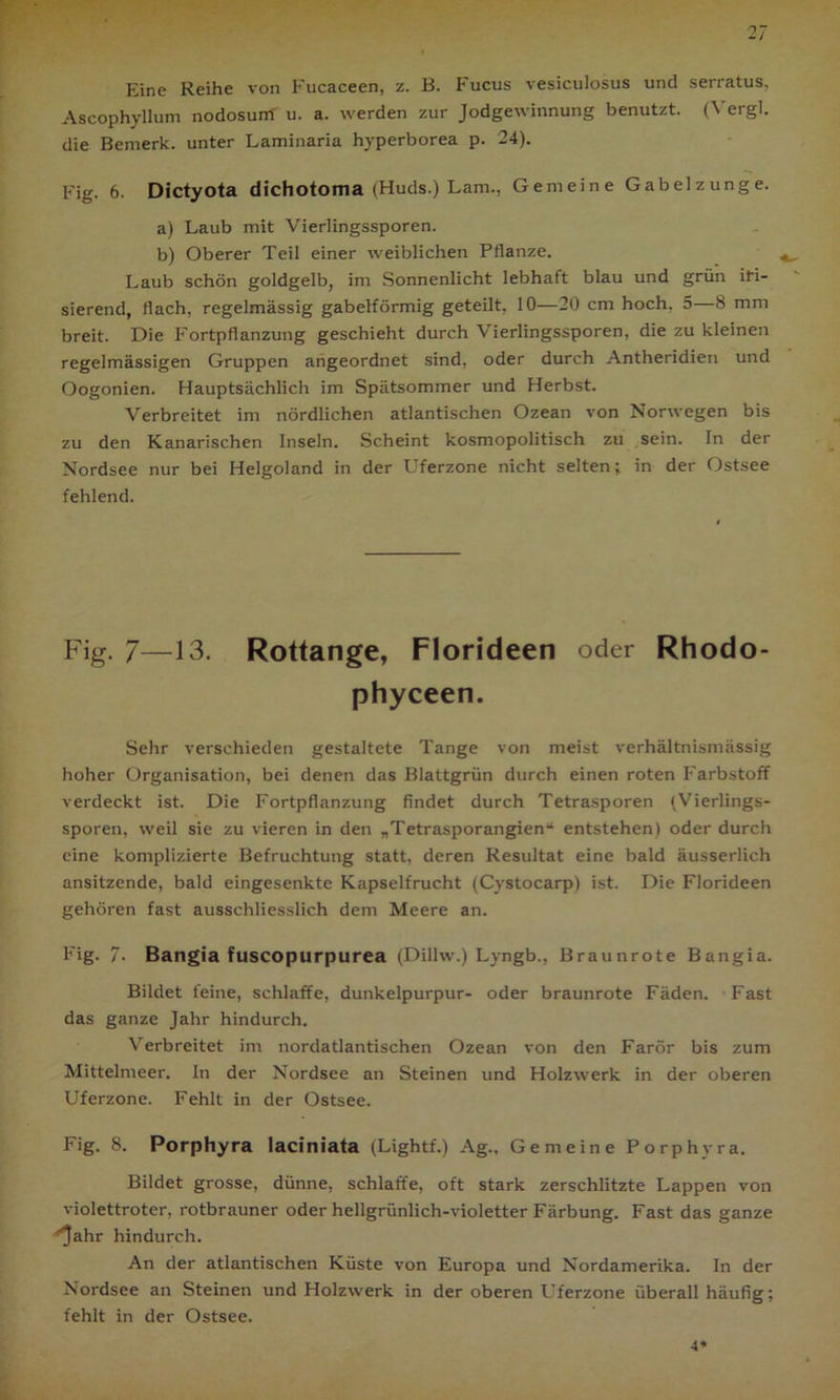 Eine Reihe von Fucaceen, z. B. Fucus vesiculosus und serratus, Ascophyllum nodosurri' u. a. werden zur Jodgewinnung benutzt. (Yergl. die Bemerk, unter Laminaria hyperborea p. 24). Fig. 6. Dictyota dichotoma (Huds.) Lam., Gemeine Gabelzunge. a) Laub mit Vierlingssporen. b) Oberer Teil einer weiblichen Pflanze. ^ Laub schön goldgelb, im Sonnenlicht lebhaft blau und grün iri- sierend, flach, regelmässig gabelförmig geteilt, 10—20 cm hoch. 5—8 mm breit. Die Fortpflanzung geschieht durch Vierlingssporen, die zu kleinen regelmässigen Gruppen angeordnet sind, oder durch Antheridien und Oogonien. Hauptsächlich im Spätsommer und Herbst. Verbreitet im nördlichen atlantischen Ozean von Norwegen bis zu den Kanarischen Inseln. Scheint kosmopolitisch zu sein. In der Nordsee nur bei Helgoland in der Uferzone nicht selten; in der Ostsee fehlend. Fig. 7—13. Rottange, Florideen oder Rhodo- phyceen. Sehr verschieden gestaltete Tange von meist verhältnismässig hoher Organisation, bei denen das Blattgrün durch einen roten Farbstoff verdeckt ist. Die Fortpflanzung findet durch Tetrasporen (Vierlings- sporen, weil sie zu vieren in den „Tetrasporangien“ entstehen) oder durch eine komplizierte Befruchtung statt, deren Resultat eine bald äusserlich ansitzende, bald eingesenkte Kapselfrucht (Cystocarp) ist. Die Florideen gehören fast ausschliesslich dem Meere an. Fig. 7- Bangia fuscopurpurea (Dillw.) Lyngb., Braunrote Bangia. Bildet feine, schlaffe, dunkelpurpur- oder braunrote Fäden. Fast das ganze Jahr hindurch. Verbreitet im nordatlantischen Ozean von den Farör bis zum Mittelmeer. In der Nordsee an Steinen und Holzwerk in der oberen Uferzone. Fehlt in der Ostsee. Fig. 8. Porphyra laciniata (Lightf.) Ag.. Gemeine Porphyra. Bildet grosse, dünne, schlaffe, oft stark zerschlitzte Lappen von violettroter, rotbrauner oder hellgrünlich-violetter Färbung. Fast das ganze ''Jahr hindurch. An der atlantischen Küste von Europa und Nordamerika. In der Nordsee an Steinen und Holzwerk in der oberen L’ferzone überall häufig; fehlt in der Ostsee. 4*