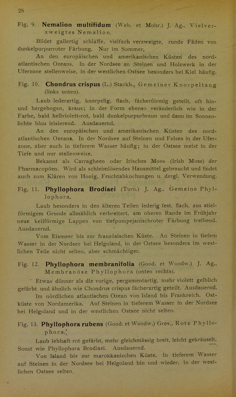 Fig. 9. Nemalion multifidum (Web. et Mohr.) J. Ag., Vielver- zweigtes Nemalion. Bildet gallertig schlaffe, vielfach verzweigte, runde Fäden von dunkelpurpurroter Färbung. Nur im Sommer. An den europäischen und amerikanischen Küsten des nord- atlantischen Ozeans. In der Nordsee an Steinen und Holzwerk in der Uferzone stellenweise, in der westlichen Ostsee besonders bei Kiel häufig. Fig. 10. Chondrus crispus (L.) Stackh., Gemeiner Knorpeltang (links unten). Laub lederartig, knorpelig, flach, fächerförmig geteilt, oft hin- und hergebogen, kraus; in der Form ebenso veränderlich wie in der Farbe, bald hellviolett-rot, bald dunkelpurpurbraun und dann im Sonnen- lichte blau irisierend. Ausdauernd. An den europäischen und amerikanischen Küsten des nord- atlantischen Ozeans. In der Nordsee auf Steinen und Felsen in der Ufer- zone, aber auch in tieferem Wasser häufig; in der Ostsee meist in der Tiefe und nur stellenweise. Bekannt als Carragheen oder Irisches Moos (Irish Moss) der Pharmacopöen. Wird als schleimlösendes Hausmittel gebraucht und findet auch zum Klären von Honig, Fruchtabkochungen u. dergl. Verwendung. Fig. 11. Phyllophora Brodiaei (Turn.) J. Ag., Gemeine Phyl- lophora. Laub besonders in den älteren Teilen lederig fest, flach, aus stiel- förmigem Grunde allmählich verbreitert, am oberen Rande im Frühjahr neue keilförmige Lappen von tiefpompejanischroter Färbung treibend. Ausdauernd. Vom Eismeer bis zur französischen Küste. An Steinen in tiefem Wasser in der Nordsee bei Helgoland, in der Ostsee besonders im west- lichen Teile nicht selten, aber schmächtiger. Fig. 12. Phyllophora membranifolia (Good. et V oodw.) J. Ag., Membranöse Phyllophora (unten rechts). ' Etwas dünner als die vorige, pergamentartig, mehr violett gelblich gefärbt und ähnlich wie Chondrus crispus fächerartig geteilt. Ausdauernd. Im nördlichen atlantischen Ozean von Island bis Frankreich. Ost- küste von Nordamerika. Auf Steinen in tieferem Wasser in der Nordsee bei Helgoland und in der westlichen Ostsee nicht selten. Fig. 13. Phyllophora rubens (Good. et Woodw.) Grev., Rote Phyllo- phora.' Laub lebhaft rot gefärbt, mehr gleichmässig breit, leicht gekräuselt. Sonst wie Phyllophora Brodiaei. Ausdauernd. Von Island bis zur marokkanischen Küste. In tieferem Wasser auf Steinen in der Nordsee bei Helgoland hin und wieder, in der west- lichen Ostsee selten.