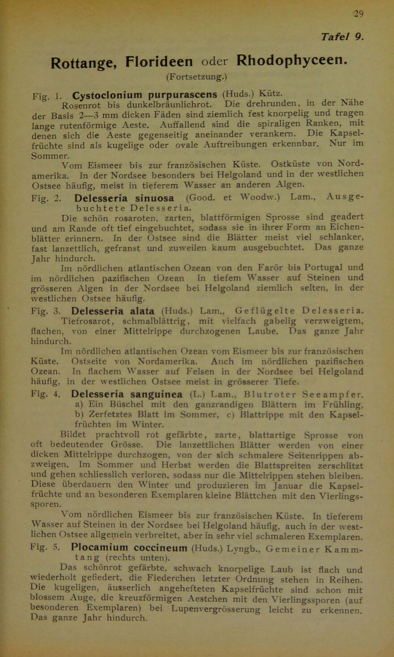Tafel 9. Rottange, Florideen oder Rhodophyceen. (Fortsetzung.) Fig. 1. Cystoclonium purpurascens (Huds.) Kütz. ö Rosenrot bis dunkelbräunlichrot. Die drehrunden, in der Nähe der Basis 2—3 mm dicken Fäden sind ziemlich fest knorpelig und tragen lange rutenförmige Aeste. Auffallend sind die spiraligen Ranken, mit denen sich die Aeste gegenseitig aneinander verankern. Die Kapsel- früchte sind als kugelige oder ovale Auftreibungen erkennbar. Nur im Sommer. Vom Eismeer bis zur französischen Küste. Ostküste von Nord- amerika. In der Nordsee besonders bei Helgoland und in der westlichen Ostsee häufig, meist in tieferem Wasser an anderen Algen. Fig. 2. Delesseria sinuosa (Good. et Woodw.) Lam., Aus ge- buchtete Delesseria. Die schön rosaroten, zarten, blattförmigen Sprosse sind geadert und am Rande oft tief eingebuchtet, sodass sie in ihrer Form an Eichen- blätter erinnern. In der Ostsee sind die Blätter meist viel schlanker, fast lanzettlich, gefranst und zuweilen kaum ausgebuchtet. Das ganze Jahr hindurch. Im nördlichen atlantischen Ozean von den Farör bis Portugal und im nördlichen pazifischen Ozean In tiefem Wasser auf Steinen und grösseren Algen in der Nordsee bei Helgoland ziemlich selten, in der westlichen Ostsee häufig. Fig. 3. Delesseria alata (Huds.) Lam., Geflügelte Delesseria. Tiefrosarot, schmalblättrig, mit vielfach gabelig verzweigtem, flachen, von einer Mittelrippe durchzogenen Laube. Das ganze Jahr hindurch. Im nördlichen atlantischen Ozean vom Eismeer bis zur französischen Küste. Ostseite von Nordamerika. Auch im nördlichen pazifischen Ozean. In flachem Wasser auf Felsen in der Nordsee bei Helgoland häufig, in der westlichen Ostsee meist in grösserer Tiefe. Fig. 4. Delesseria sanguinea (L.) Lam., Blutroter Seeampfer. a) Ein Büschel mit den ganzrandigen Blättern im Frühling, b) Zerfetztes Blatt im Sommer, c) Blattrippe mit den Kapsel- früchten im Winter. Bildet prachtvoll rot gefärbte, zarte, blattartige Sprosse von oft bedeutender Grösse. Die lanzettlichen Blätter werden von einer dicken Mittelrippe durchzogen, von der sich schmalere Seitenrippen ab- zweigen. Im Sommer und Herbst werden die Blattspreiten zerschlitzt und gehen schliesslich verloren, sodass nur die Mittelrippen stehen bleiben. Diese überdauern den Winter und produzieren im Januar die Kapsel- früchte und an besonderen Exemplaren kleine Blättchen mit den Vierlings- sporen. Vom nördlichen Eismeer bis zur französischen Küste. In tieferem Wasser auf Steinen in der Nordsee bei Helgoland häufig, auch in der west- lichen Ostsee allgemein verbreitet, aber in sehr viel schmaleren Exemplaren. Fig. 5. Plocamium coccineum (Huds.) Lyngb., Gemeiner Kamm- tang (rechts unten). Das schönrot gefärbte, schwach knorpelige Laub ist flach und wiederholt gefiedert, die Fiederchen letzter Ordnung stehen in Reihen. Die kugeligen, äusserlich angehefteten Kapselfrüchte sind schon mit blossem Auge, die kreuzförmigen Aestchen mit den Vierlingssporen (auf besonderen Exemplaren) bei Lupenvergrösserung leicht zu erkennen. Das ganze Jahr hindurch.
