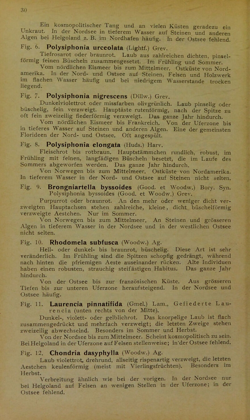 Ein kosmopolitischer 1 ang und an vielen Küsten geradezu ein Unkraut. In der Nordsee in tieferem Wasser auf Steinen und anderen Algen bei Helgoland z. B. im Nordhafen häufig. In der Ostsee fehlend. Fig. 6. Polysiphonia urceolata (Lightf.) Grev. Tiefrosarot oder braunrot. Laub aus zahlreichen dichten, pinsel- förmig feinen Büscheln zusammengesetzt. Im Frühling und Sommer. Vom nördlichen Eismeer bis zum Mittelmeer. Ostküste von Nord- amerika. In der Nord- und Ostsee auf Steinen, Felsen und Holzwerk im flachen Wasser häufig und bei niedrigem Wasserstande trocken liegend. Fig. 7. Polysiphonia nigrescens (Dillw.) Grev. Dunkelviolettrot oder missfarben olivgrünlich. Laub pinselig oder büschelig, fein verzweigt. Hauptäste rutenförmig, nach der Spitze zu oft fein zweizeilig fiederförmig verzweigt. Das ganze Jahr hindurch. Vom nördlichen Eismeer bis Frankreich. Von der Uferzone bis in tieferes Wasser auf Steinen und anderen Algen. Eine der gemeinsten Florideen der Nord- und Ostsee. Oft angespült. Fig. 8. Polysiphonia elongata (Huds.) Harv. Fleischrot bis rotbraun. Hauptstämmchen rundlich, robust, im Frühling mit feinen, langfädigen Büscheln besetzt, die im Laufe des Sommers abgeworfen werden. Das ganze Jahr hindurch. Von Norwegen bis zum Mittelmeer. Ostküste von Nordamerika. In tieferem Wasser in der Nord- und Ostsee auf Steinen nicht selten. Fig. 9. Brongniartella byssoides (Good. et Woodw.) Bory. Syn. Polysiphonia byssoides (Good. et Woodw.) Grev. Purpurrot oder braunrot. An den mehr oder weniger dicht ver- zweigten Hauptachsen stehen zahlreiche, kleine, dicht büschelförmig verzweigte Aestchen. Nur im Sommer. Von Norwegen bis zum Mittelmeer. An Steinen und grösseren Algen in tieferem Wasser in der Nordsee und in der westlichen Ostsee nicht selten. Fig. 10. Rhodomela subfusca (Woodw.) Ag. Hell- oder dunkel- bis braunrot, büschelig. Diese Art ist sehr veränderlich. Im Frühling sind die Spitzen schopfig gedrängt, während nach hinten die pfriemigen Aeste auseinander rücken. Alte Individuen haben einen robusten, strauchig steifästigen Habitus. Das ganze Jahr hindurch. Von der Ostsee bis zur französischen Küste. Aus grösseren Tiefen bis zur unteren Uferzone heraufsteigend. In der Nordsee und Ostsee häufig. Fig. 11. Laurencia pinnatifida (Gmel.) Lam., Gefiederte Lau- rencia (unten rechts von der Mitte). Dunkel-, violett- oder gelblichrot. Das knorpelige Laub ist flach zusammengedrückt und mehrfach verzweigt; die letzten Zweige stehen zweizeilig abwechselnd. Besonders im Sommer und Herbst. Von der Nordsee bis zum Mittelmeer. Scheint kosmopolitisch zu sein. Bei Helgoland in der Uferzone auf Felsen stellenweise; in'der Ostsee fehlend. Fig. 12. Chondria dasyphylla (Woodw.) Ag. Laub violettrot. drehrund, allseitig rispenartig verzweigt, die letzten Aestchen keulenförmig (meist mit Vierlingsfrüchten). Besonders im Herbst. Verbreitung ähnlich wie bei der vorigen. In der Nordsee nur bei Helgoland auf Felsen an wenigen Stellen in der Uferzone; in der Ostsee fehlend.