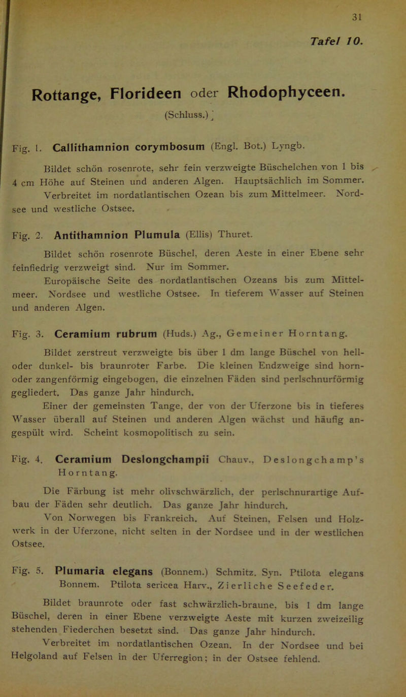 Tafel 10. Rottange, Florideen oder Rhodophyceen. (Schluss.) \ Fig. 1. Callithamnion corymbosum (Engl. Bot.) Lvngb. Bildet schön rosenrote, sehr fein verzweigte Büschelchen von 1 bis 4 cm Höhe auf Steinen und anderen Algen. Hauptsächlich im Sommer. Verbreitet im nordatlantischen Ozean bis zum Mittelmeer. Nord- see und westliche Ostsee. Fig. 2. Antithamnion Plumula (Ellis) Thuret. Bildet schön rosenrote Büschel, deren Aeste in einer Ebene sehr feinfiedrig verzweigt sind. Nur im Sommer. Europäische Seite des nordatlantischen Ozeans bis zum Mittel- meer. Nordsee und westliche Ostsee. In tieferem Wasser auf Steinen und anderen Algen. Fig. 3. Cerarnium rubrum (Huds.) Ag., Gemeiner Horn tan g. Bildet zerstreut verzweigte bis über 1 dm lange Büschel von hell- oder dunkel- bis braunroter Farbe. Die kleinen Endzweige sind horn- oder zangenförmig eingebogen, die einzelnen Fäden sind perlschnurförmig gegliedert. Das ganze Jahr hindurch. Einer der gemeinsten Tange, der von der Uferzone bis in tieferes Wasser überall auf Steinen und anderen Algen wächst und häufig an- gespült wird. Scheint kosmopolitisch zu sein. Fig. 4. Cerarnium Deslongchampii Chauv., Deslongchamp’s Horntang. Die Färbung ist mehr olivschwärzlich, der perlschnurartige Auf- bau der Fäden sehr deutlich. Das ganze Jahr hindurch. Von Norwegen bis Frankreich. Auf Steinen, Felsen und Holz- werk in der Uferzone, nicht selten in der Nordsee und in der westlichen Ostsee. Fig. 5. Plumaria elegans (Bonnern.) Schmitz. Syn. Ptilota elegans Bonnern. Ptilota sericea Harv., Zierliche Seefeder. Bildet braunrote oder fast schwärzlich-braune, bis 1 dm lange Büschel, deren in einer Ebene verzweigte Aeste mit kurzen zweizeilig stehenden Fiederchen besetzt sind. Das ganze Jahr hindurch. Verbreitet im nordatlantischen Ozean. In der Nordsee und bei Helgoland auf Felsen in der Uferregion; in der Ostsee fehlend.