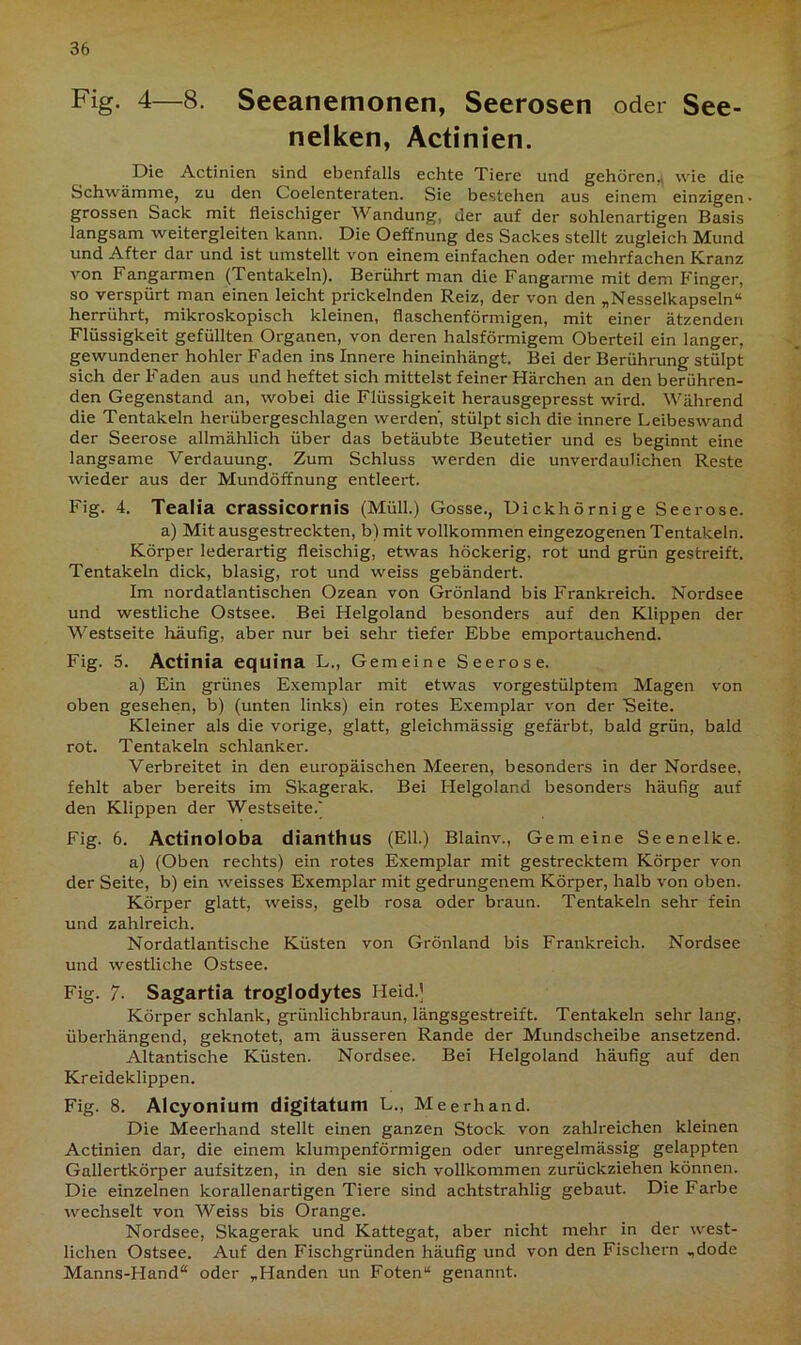 Fig. 4—8. Seeanemonen, Seerosen oder See- nelken, Actinien. Die Actinien sind ebenfalls echte Tiere und gehören,, wie die Schwämme, zu den Coelenteraten. Sie bestehen aus einem einzigen grossen Sack mit fleischiger Wandung, der auf der sohlenartigen Basis langsam weitergleiten kann. Die Oeffnung des Sackes stellt zugleich Mund und After dar und ist umstellt von einem einfachen oder mehrfachen Kranz von Fangarmen (Tentakeln). Berührt man die Fangarme mit dem Finger, so verspürt man einen leicht prickelnden Reiz, der von den „Nesselkapseln“ herrührt, mikroskopisch kleinen, flaschenförmigen, mit einer ätzenden Flüssigkeit gefüllten Organen, von deren halsförmigem Oberteil ein langer, gewundener hohler Faden ins Innere hineinhängt. Bei der Berührung stülpt sich der Faden aus und heftet sich mittelst feiner Härchen an den berühren- den Gegenstand an, wobei die Flüssigkeit herausgepresst wird. Während die Tentakeln herübergeschlagen werden', stülpt sich die innere Leibeswand der Seerose allmählich über das betäubte Beutetier und es beginnt eine langsame Verdauung. Zum Schluss werden die unverdaulichen Reste wieder aus der Mundöffnung entleert. Fig. 4. Tealia crassicornis (Müll.) Gosse., Dickhörnige Seerose. a) Mit ausgestreckten, b) mit vollkommen eingezogenen Tentakeln. Körper lederartig fleischig, etwas höckerig, rot und grün gestreift. Tentakeln dick, blasig, rot und weiss gebändert. Im nordatlantischen Ozean von Grönland bis Frankreich. Nordsee und westliche Ostsee. Bei Helgoland besonders auf den Klippen der Westseite häufig, aber nur bei sehr tiefer Ebbe emportauchend. Fig. 5. Actinia equina L., Gemeine Seerose. a) Ein grünes Exemplar mit etwas vorgestülptem Magen von oben gesehen, b) (unten links) ein rotes Exemplar von der Beite. Kleiner als die vorige, glatt, gleichmässig gefärbt, bald grün, bald rot. Tentakeln schlanker. Verbreitet in den europäischen Meeren, besonders in der Nordsee, fehlt aber bereits im Skagerak. Bei Helgoland besonders häufig auf den Klippen der Westseite.’ Fig. 6. Actinoloba dianthus (Eil.) Blainv., Gemeine Seenelke. a) (Oben rechts) ein rotes Exemplar mit gestrecktem Körper von der Seite, b) ein weisses Exemplar mit gedrungenem Körper, halb von oben. Körper glatt, weiss, gelb rosa oder braun. Tentakeln sehr fein und zahlreich. Nordatlantische Küsten von Grönland bis Frankreich. Nordsee und westliche Ostsee. Fig. 7. Sagartia troglodytes Heid.] Körper schlank, grünlichbraun, längsgestreift. Tentakeln sehr lang, überhängend, geknotet, am äusseren Rande der Mundscheibe ansetzend. Altantische Küsten. Nordsee. Bei Helgoland häufig auf den Kreideklippen. Fig. 8. Alcyonium digitatum L., Meerhand. Die Meerhand stellt einen ganzen Stock von zahlreichen kleinen Actinien dar, die einem klumpenförmigen oder unregelmässig gelappten Gallertkörper aufsitzen, in den sie sich vollkommen zurückziehen können. Die einzelnen korallenartigen Tiere sind achtstrahlig gebaut. Die Farbe wechselt von Weiss bis Orange. Nordsee, Skagerak und Kattegat, aber nicht mehr in der west- lichen Ostsee. Auf den Fischgründen häufig und von den Fischern „dode Manns-Hand“ oder „Händen un Föten“ genannt.