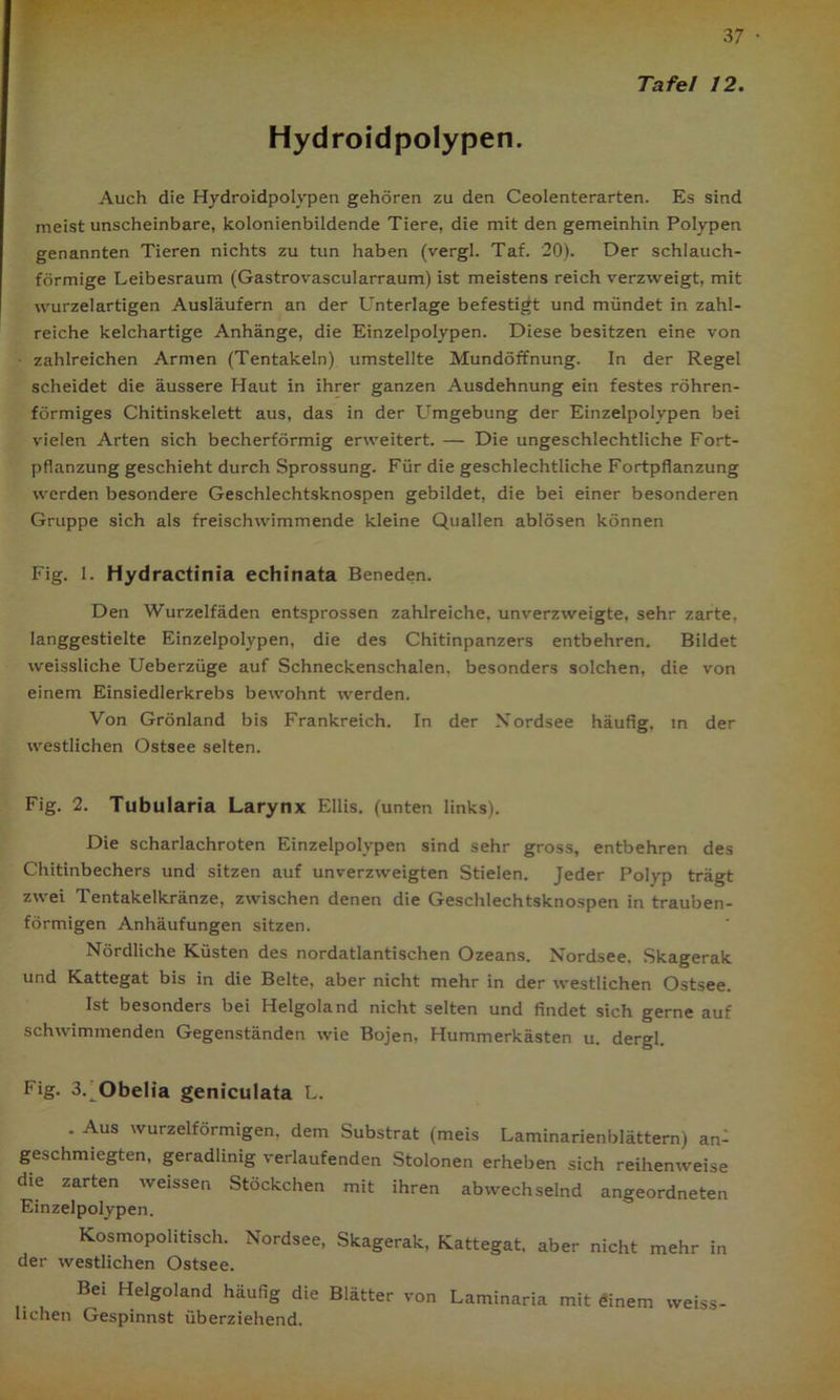 Tafel 12. Hydroidpolypen. Auch die Hydroidpolypen gehören zu den Ceolenterarten. Es sind meistunscheinbare, kolonienbildende Tiere, die mit den gemeinhin Polypen genannten Tieren nichts zu tun haben (vergl. Taf. 20). Der schlauch- förmige Leibesraum (Gastrovascularraum) ist meistens reich verzweigt, mit wurzelartigen Ausläufern an der LTnterlage befestigt und mündet in zahl- reiche kelchartige Anhänge, die Einzelpolypen. Diese besitzen eine von zahlreichen Armen (Tentakeln) umstellte Mundöffnung. In der Regel scheidet die äussere Haut in ihrer ganzen Ausdehnung ein festes röhren- förmiges Chitinskelett aus, das in der Umgebung der Einzelpolypen bei vielen Arten sich becherförmig erweitert. — Die ungeschlechtliche Fort- pflanzung geschieht durch Sprossung. Für die geschlechtliche Fortpflanzung werden besondere Geschlechtsknospen gebildet, die bei einer besonderen Gruppe sich als freischwimmende kleine Quallen ablösen können Fig. 1. Hydractinia echinata Beneden. Den Wurzelfäden entsprossen zahlreiche, unverzweigte, sehr zarte, langgestielte Einzelpolypen, die des Chitinpanzers entbehren. Bildet weissliche Ueberzüge auf Schneckenschalen, besonders solchen, die von einem Einsiedlerkrebs bewohnt werden. Von Grönland bis Frankreich. In der Nordsee häufig, m der westlichen Ostsee selten. Fig. 2. Tubularia Larynx Ellis. (unten links). Die scharlachroten Einzelpolypen sind sehr gross, entbehren des Chitinbechers und sitzen auf unverzweigten Stielen. Jeder Polyp trägt zwei Tentakelkränze, zwischen denen die Geschlechtsknospen in trauben- förmigen Anhäufungen sitzen. Nördliche Küsten des nordatlantischen Ozeans. Nordsee. Skagerak und Kattegat bis in die Belte, aber nicht mehr in der westlichen Ostsee. Ist besonders bei Helgoland nicht selten und findet sich gerne auf schwimmenden Gegenständen wie Bojen, Hummerkästen u. dergl. Fig. 3. Obelia geniculata L. . Aus wurzelförmigen, dem Substrat (meis Laminarienblättern) an- ge.^chmiegten, geradlinig verlaufenden Stolonen erheben sich reihenweise die zarten weissen Stöckchen mit ihren abwechselnd angeordneten Einzelpolypen. Kosmopolitisch. Nordsee, Skagerak, Kattegat, aber nicht mehr in der westlichen Ostsee. Bei Helgoland häufig die Blätter von Laminaria mit dinem weiss- uchen Gespinnst überziehend.