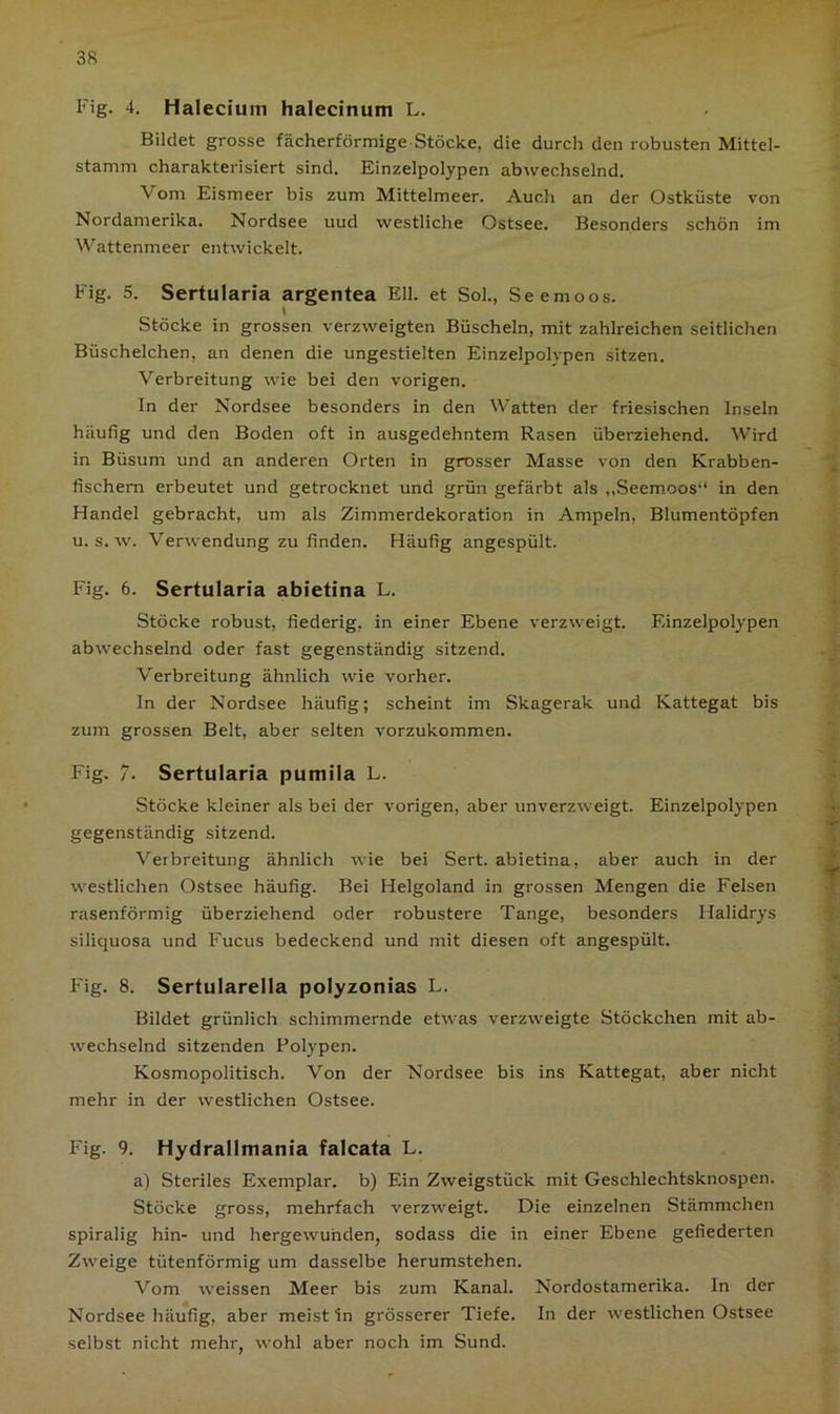 38 Fig. 4. Halecium halecinum L. Bildet grosse fächerförmige Stöcke, die durch den robusten Mittel- stamm charakterisiert sind. Einzelpolypen abwechselnd. \ om Eismeer bis zum Mittelmeer. Auch an der Ostküste von Nordamerika. Nordsee uud westliche Ostsee. Besonders schön im Wattenmeer entwickelt. Fig. 5. Sertularia argentea Eli. et Sol., Seemoos. i Stöcke in grossen verzweigten Büscheln, mit zahlreichen seitlichen Büschelchen, an denen die ungestielten Einzelpolypen sitzen. Verbreitung wie bei den vorigen. In der Nordsee besonders in den Watten der friesischen Inseln häufig und den Boden oft in ausgedehntem Rasen überziehend. Wird in Büsum und an anderen Orten in grosser Masse von den Krabben- fischern erbeutet und getrocknet und grün gefärbt als „Seemoos“ in den Handel gebracht, um als Zimmerdekoration in Ampeln, Blumentöpfen u. s. w. Verwendung zu finden. Häufig angespült. Fig. 6. Sertularia abietina L. Stöcke robust, fiederig, in einer Ebene verzweigt. Einzelpolypen abwechselnd oder fast gegenständig sitzend. Verbreitung ähnlich wie vorher. In der Nordsee häufig; scheint im Skagerak und Kattegat bis zum grossen Belt, aber selten vorzukommen. Fig. 7. Sertularia pumila L. Stöcke kleiner als bei der vorigen, aber unverzweigt. Einzelpolypen gegenständig sitzend. Verbreitung ähnlich wie bei Sert. abietina, aber auch in der westlichen Ostsee häufig. Bei Helgoland in grossen Mengen die Felsen rasenförmig überziehend oder robustere Tange, besonders Halidrys siliquosa und Fucus bedeckend und mit diesen oft angespült. Fig. 8. Sertularella polyzonias L. Bildet grünlich schimmernde etwas verzweigte Stückchen mit ab- wechselnd sitzenden Polypen. Kosmopolitisch. Von der Nordsee bis ins Kattegat, aber nicht mehr in der westlichen Ostsee. Fig. 9. Hydrallmania falcata L. a) Steriles Exemplar, b) Ein Zweigstück mit Geschlechtsknospen. Stöcke gross, mehrfach verzweigt. Die einzelnen Stämmchen spiralig hin- und hergewunden, sodass die in einer Ebene gefiederten Zweige tütenförmig um dasselbe herumstehen. Vom weissen Meer bis zum Kanal. Nordostamerika. In der Nordsee häufig, aber meist in grösserer Tiefe. In der westlichen Ostsee selbst nicht mehr, wohl aber noch im Sund.