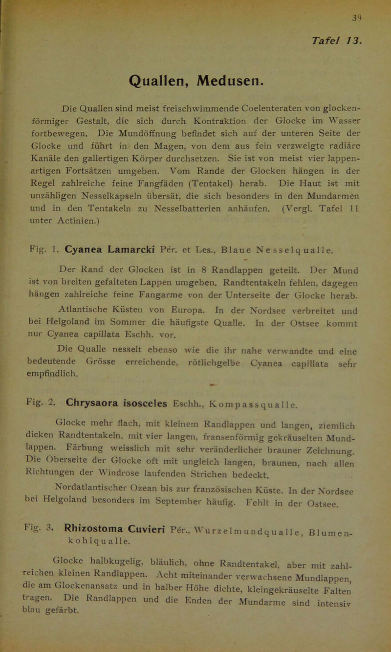 Tafel 13. Quallen, Medusen. Die Quallen sind meist freischvvimmende Coelenteraten von glocken- förmiger Gestalt, die sich durch Kontraktion der Glocke im Wasser fortbewegen. Die Mundöffnung befindet sich auf der unteren Seite der Glocke und führt in den Magen, von dem aus fein verzweigte radiäre Kanäle den gallertigen Körper durchsetzen. Sie ist von meist vier lappen- artigen Fortsätzen umgeben. Vom Rande der Glocken hängen in der Regel zahlreiche feine Fangfäden (Tentakel) herab. Die Haut ist mit unzähligen Nesselkapseln übersät, die sich besonders in den Mundarmen und in den Tentakeln zu Nesselbatterien anhäufen. (Vergl. Tafel 11 unter Actinien.) Fig. 1. Cyanea Lamarcki Per. et Les., Blaue Nesselqualle. Der Rand der Glocken ist in 8 Randlappen geteilt. Der Mund ist von breiten gefalteten Lappen umgeben. Randtentakeln fehlen, dagegen hängen zahlreiche feine Fangarme von der Unterseite der Glocke herab. Atlantische Küsten von Europa. In der Nordsee verbreitet und bei Helgoland im Sommer die häufigste Qualle. In der Ostsee kommt nur Cyanea capillata Eschh. vor. Die Qualle nesselt ebenso wie die ihr nahe verwandte und eine bedeutende Grösse erreichende, rötlichgelbe Cyanea capillata sehr empfindlich. mb- Fig. 2. Chrysaora isosceles Eschh., Kompassqualle. Glocke mehr flach, mit kleinem Randlappen und langen, ziemlich dicken Randtentakeln, mit vier langen, fransenförmig gekräuselten Mund- lappen. Färbung weisslieh mit sehr veränderlicher brauner Zeichnung. Die Oberseite der Glocke oft mit ungleich langen, braunen, nach allen Richtungen der V indrose laufenden Strichen bedeckt. Nordatlantischer Ozean bis zur französischen Küste. In der Nordsee bei Helgoland besonders im September häufig. Fehlt in der Ostsee. Fig. 3. Rhizostoina Cuvieri Per., Wurzelmundqualle, Blumen- kohlqualle. Glocke halbkugelig, bläulich, ohne Randtentakel, aber mit zahl- reichen kleinen Randlappen. Acht miteinander verwachsene Mundlappen die am Glockenansatz und in halber Höhe dichte, kleingekräuselte Falten tragen. Die Randlappen und die Enden der Mundarme sind intensiv blau gefärbt.
