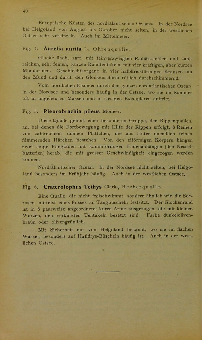 Europäische Küsten des nordatlantischen Ozeans. In der Nordsee bei Helgoland von August bis Oktober nicht selten, in der westlichen Ostsee sehr vereinzelt. Auch im Mittelmeer. Fig. 4. Aurelia aurita L., Ohrenqualle. Glocke flach, zart, mit feinverzweigten Radiärkanälen und zahl- reichen, sehr feinen, kurzen Randtentakeln, mit vier kräftigen, aber kurzen Mundarmen. Geschlechtsorgane in vier halbkreisförmigen Krausen um den Mund und durch den Glockenschirm rötlich durchschimmernd. Vom nördlichen Eismeer durch den ganzen nordatlantischen Ozean ln der Nordsee und besonders häufig in der Ostsee, wo sie im Sommer oft in ungeheuren Massen und in riesigen Exemplaren auftritt. Fig. 5. Pleurobrachia pileus Modeer. Diese Qualle gehört einer besonderen Gruppe, den Rippenquallen, an, bei denen die Fortbewegung mit Hilfe der Rippen erfolgt, 8 Reihen von zahlreichen, dünnen Plättchen, die aus lauter unendlich feinen flimmernden Härchen bestehen. Von den eiförmigen Körpern hängen zwei lange Fangfäden mit kammförmigen Fadenanhängen (den Nessel- batterien) herab, die mit grosser Geschwindigkeit eingezogen werden können. Nordatlantischer Ozean. In der Nordsee nicht selten, bei Helgo- land besonders im Frühjahr häufig. Auch in der westlichen Ostsee. Fig. 6. Craterolophus Tethys Clark., B echerqu alle. Eine Qualle, die nicht freischwimmt, sondern ähnlich wie die See- rosen mittelst eines Fusses an Tangbüscheln festsitzt. Der Glockenrand ist in 8 paarweise angeordnete, kurze Arme ausgezogen, die mit kleinen Warzen, den verkürzten Tentakeln besetzt sind. Farbe dunkeloliven- braun oder olivengrünlich. Mit Sicherheit nur von Helgoland bekannt, wo sie im flachen Wasser, besonders auf Halidrys-Büscheln häufig ist. Auch in der west- lichen Ostsee. i