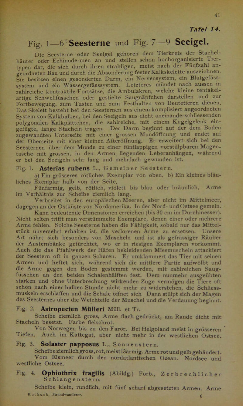 Tafel 14. Fig. 1—6 Seesterne und Fig. 7—9 Seeigel. Die Seesterne oder Seeigel gehören dem Tierkreis der Stachel- häuter oder Echinodermen an und stellen schon hochorganisierte Tier- typen dar, die sich durch ihren strahligen, meist nach der Fünfzahl an- geordneten Bau und durch die Absonderung fester Kalkskelette auszeichnen. Sie besitzen einen gesonderten Darm, ein Nervensystem, ein Blutgefäss- svstem und ein Wassergefässsystem. Letzteres mündet nach aussen in zahlreiche kontraktile Fortsätze, die Ambulakren, welche kleine tentakel- artige Schwellfüsschen oder gestielte Saugnäpfchen darstellen und zur Fortbewegung, zum Tasten und zum Festhalten von Beutetieren dienen. Das Skelett besteht bei den Seesternen aus einem kompliziert angeordneten System von Kalkbalken, bei den Seeigeln aus dicht aneinanderschliessenden polygonalen Kalkplättchen, die zahlreiche, mit einem Kugelgelenk ein- gefügte, lange Stacheln tragen. Der Darm beginnt auf der dem Boden zugewandten Unterseite mit einer grossen Mundöffnung und endet auf der Oberseite mit einer kleinen Afteröffnung. Er erweitert sich bei den Seesternen über dem Munde zu einer fünflappigen vorstülpbaren Magen- tasche mit grossen, in den Armen liegenden Leberanhängen, während er bei den Seeigeln sehr lang und mehrfach gewunden ist. Fig. 1. Asterias rubens L., Gemeiner Seestern. a) Ein grösseres rötliches Exemplar von oben, b) Ein kleines bläu- liches Exemplar halb von der Seite. Fünfarmig, gelb, rötlich, violett bis blau oder bräunlich. Arme im Verhältnis zur Scheibe ziemlich lang. Verbreitet in den europäischen Meeren, aber nicht im Mittelmeer, dagegen an der Ostküste von Nordamerika. In der Nord- undOstsee gemein. Kann bedeutende Dimensionen erreichen (bis 30 cm im Durchmesser). Nicht selten trifft man verstümmelte Exemplare, denen einer oder mehrere Arme fehlen. Solche Seesterne haben die Fähigkeit, sobald nur das Mittel- stück unversehrt erhalten ist, die verlorenen Arme zu ersetzen. Unsere Art nährt sich besonders von Muscheln und ist als gefrässiger Räuber der Austernbänke gefürchtet, wo er in riesigen Exemplaren vorkommt. Auch die das Pfahlwerk der Häfen bekleidenden Miesmuscheln attackiert der Seestern oft in ganzen Scharen. Er umklammert das Tier mit seinen Armen und heftet sich, während sich die mittlere Partie aufwölbt und die Arme gegen den Boden gestemmt werden, mit zahlreichen Saug- füsschen an den beiden Schalenhälften fest. Dem nunmehr ausgeübten starken und ohne Unterbrechung wirkenden Zuge vermögen die Tiere oft schon nach einer halben Stunde nicht mehr zu widerstehen, die Schliess- muskeln erschlaffen und die Schale öffnet sich Dann stülpt sich der Magen des Seesternes über die Weichteile der Muschel und die Verdauung beginnt. Fig. 2. Astropecten IWülleri Müll, et Tr. Scheibe ziemlich gross, Arme flach gedrückt, am Rande dicht mit Stacheln besetzt. Farbe fleischrot. Von Norwegen bis zu den Farör. Bei Helgoland meist in grösseren ’ Tiefen. Auch im Kattegat, aber nicht mehr in der westlichen Ostsee. Fig. 3. Solaster papposus L., Sonnenstern. Scheibe ziemlich gross, rot, meist 13armig. Arme rot und gelb gebändert. Vom Eismeer durch den nordatlantischen Ozean. Nordsee und westliche Ostsee. Fig. 4. Ophiothrix fragilis (Abildg.) Forb., Zerbrechlicher Schlangen Stern. Scheibe klein, rundlich, mit fünf scharf abgesetzten Armen. Arme Kuckuck, Strandwanderer. a