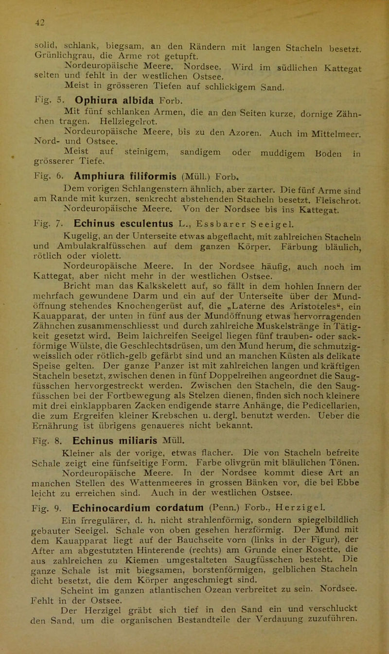 solid, schlank, biegsam, an den Rändern mit langen Stacheln besetzt. Grünlichgrau, die Arme rot getupft. Nordeuropäische Meere. Nordsee. Wird im südlichen Kattegat selten und fehlt in der westlichen Ostsee. Meist in grösseren Tiefen auf schlickigem Sand. Fig. 5. Ophiura albida Forb. Mit fünf schlanken Armen, die an den Seiten kurze, dornige Zähn- chen tragen. Hellziegclrot. Nordeuropäische Meere, bis zu den Azoren. Auch im Mittelmeer. Nord- und Ostsee. Meist auf steinigem, sandigem oder muddigem Boden in grösserer Tiefe. Fig. 6. Amphiura filiformis (Müll.) Forb. Dem vorigen Schlangenstern ähnlich, aber zarter. Die fünf Arme sind am Rande mit kurzen, senkrecht abstehenden Stacheln besetzt. Fleischrot. Nordeuropäische Meere. Von der Nordsee bis ins Kattegat. Fig. 7. Echinus esculentus L., Essbarer Seeigel. Kugelig, an der Unterseite etwas abgeflacht, mit zahlreichen Stacheln und Ambulakralfüsschen auf dem ganzen Körper. Färbung bläulich, rötlich oder violett. Nordeuropäische Meere. In der Nordsee häufig, auch noch im Kattegat, aber nicht mehr in der westlichen Ostsee. Bricht man das Kalkskelett auf, so fällt in dem hohlen Innern der mehrfach gewundene Darm und ein auf der Unterseite über der Mund- öffnung stehendes Knochengerüst auf, die „Laterne des Aristoteles“, ein Kauapparat, der unten in fünf aus der Mundöffnung etwas hervorragenden Zähnchen zusammenschliesst und durch zahlreiche Muskelstränge in Tätig- keit gesetzt wird. Beim laichreifen Seeigel liegen fünf trauben- oder sack- förmige Wülste, die Geschlechtsdrüsen, um den Mund herum, die schmutzig- weisslich oder rötlich-gelb gefärbt sind und an manchen Küsten als delikate Speise gelten. Der ganze Panzer ist mit zahlreichen langen und kräftigen Stacheln besetzt, zwischen denen in fünf Doppelreihen angeordnet die Saug- füsschen hervorgestreckt werden. Zwischen den Stacheln, die den Saug- füsschen bei der Fortbewegung als Stelzen dienen, finden sich noch kleinere mit drei einklappbaren Zacken endigende starre Anhänge, die Pedicellarien, die zum Ergreifen kleiner Krebschen u. dergl. benutzt werden. Ueber die Ernährung ist übrigens genaueres nicht bekannt. Fig. 8. Echinus miliaris Müll. Kleiner als der vorige, etwas flacher. Die von Stacheln befreite Schale zeigt eine fünfseitige Form. Farbe olivgrün mit bläulichen Tönen. Nordeuropäische Meere. In der Nordsee kommt diese Art an manchen Stellen des Wattenmeeres in grossen Bänken vor, die bei Ebbe leicht zu erreichen sind. Auch in der westlichen Ostsee. Fig. 9. Echinocardium cordatum (Penn.) Forb., Herzigel. Ein irregulärer, d. h. nicht strahlenförmig, sondern spiegelbildlich gebauter Seeigel. Schale von oben gesehen herzförmig. Der Mund mit dem Kauapparat liegt auf der Bauchseite vorn (links in der Figur), der After am abgestutzten Hinterende (rechts) am Grunde einer Rosette, die aus zahlreichen zu Kiemen umgestalteten Saugfüsschen besteht. Die ganze Schale ist mit biegsamen, borstenförmigen, gelblichen Stacheln dicht besetzt, die dem Körper angeschmiegt sind. Scheint im ganzen atlantischen Ozean verbreitet zu sein. Nordsee. Fehlt in der Ostsee. Der Herzigel gräbt sich tief in den Sand ein und verschluckt den Sand, um die organischen Bestandteile der Verdauung zuzuführen.
