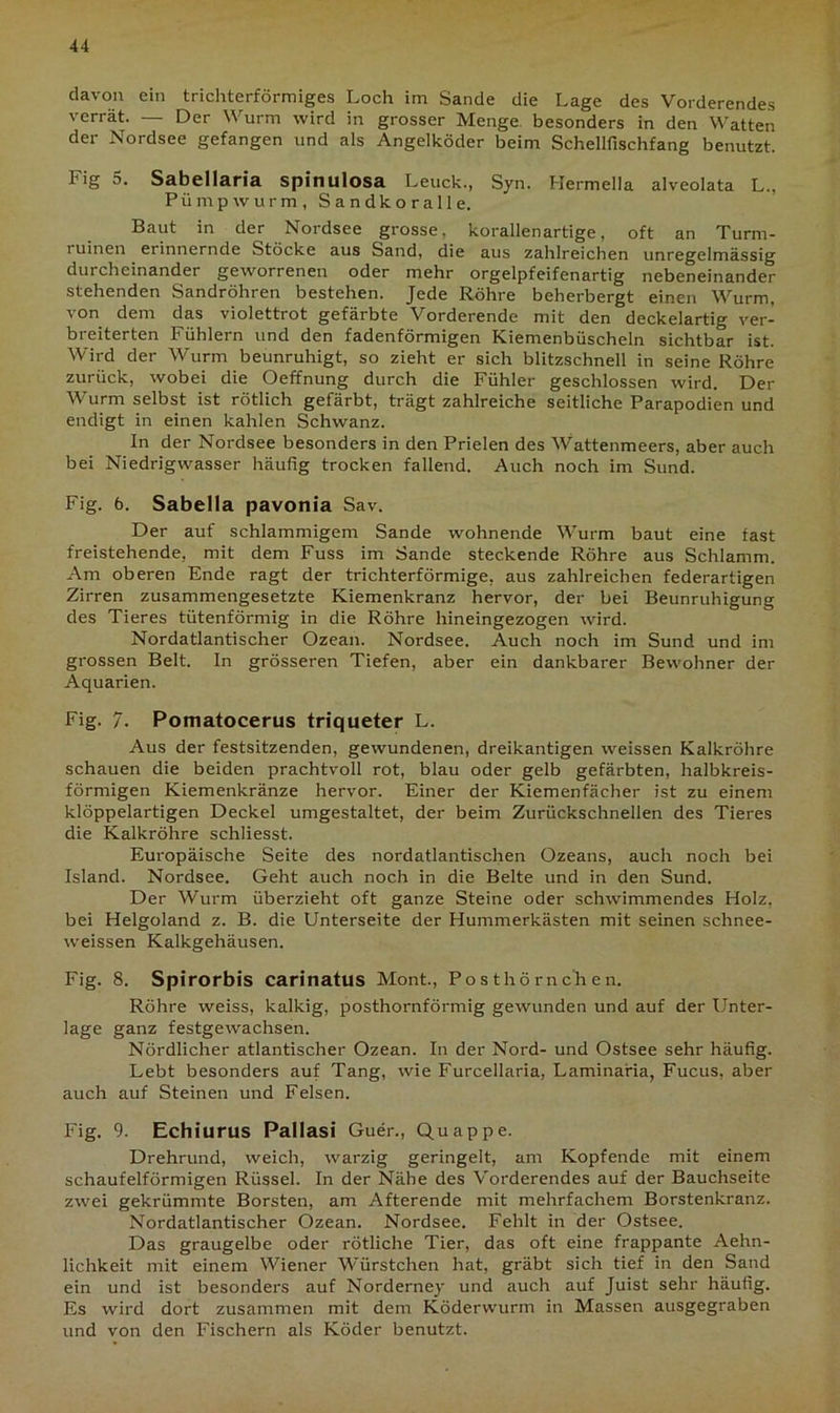davon ein trichterförmiges Loch im Sande die Lage des Vorderendes verrät. — Der Wurm wird in grosser Menge besonders in den Watten der Nordsee gefangen und als Angelköder beim Schellfischfang benutzt. Fig 5. Sabellaria spinulosa Leuck., Syn. Hermella alveolata L., Pümpwurm, S a n d k o r a 11 e. Baut in der Nordsee grosse, korallenartige, oft an Turm- i uinen erinnernde Stöcke aus Sand, die aus zahlreichen unregelmässig durcheinander geworrenen oder mehr orgelpfeifenartig nebeneinander stehenden Sandröhren bestehen. Jede Röhre beherbergt einen Wurm, von dem das violettrot gefärbte Vorderende mit den deckelartig ver- breiterten Fühlern und den fadenförmigen Kiemenbüscheln sichtbar ist. Wird der Wurm beunruhigt, so zieht er sich blitzschnell in seine Röhre zurück, wobei die Oeffnung durch die Fühler geschlossen wird. Der Wurm selbst ist rötlich gefärbt, trägt zahlreiche seitliche Parapodien und endigt in einen kahlen Schwanz. In der Nordsee besonders in den Prielen des Wattenmeers, aber auch bei Niedrigwasser häufig trocken fallend. Auch noch im Sund. Fig. 6. Sabella pavonia Sav. Der auf schlammigem Sande wohnende Wurm baut eine fast freistehende, mit dem Fuss im Sande steckende Röhre aus Schlamm. Am oberen Ende ragt der trichterförmige, aus zahlreichen federartigen Zirren zusammengesetzte Kiemenkranz hervor, der bei Beunruhigung des Tieres tütenförmig in die Röhre hineingezogen wird. Nordatlantischer Ozean. Nordsee. Auch noch im Sund und im grossen Belt. In grösseren Tiefen, aber ein dankbarer Bewohner der Aquarien. Fig. 7. Pomatocerus triqueter L. Aus der festsitzenden, gewundenen, dreikantigen weissen Kalkröhre schauen die beiden prachtvoll rot, blau oder gelb gefärbten, halbkreis- förmigen Kiemenkränze hervor. Einer der Kiemenfächer ist zu einem klöppelartigen Deckel umgestaltet, der beim Zurückschnellen des Tieres die Kalkröhre schliesst. Europäische Seite des nordatlantischen Ozeans, auch noch bei Island. Nordsee. Geht auch noch in die Belte und in den Sund. Der Wurm überzieht oft ganze Steine oder schwimmendes Holz, bei Helgoland z. B. die Unterseite der Hummerkästen mit seinen schnee- weissen Kalkgehäusen. Fig. 8. Spirorbis carinatus Mont., Posthörnchen. Röhre weiss, kalkig, posthornförmig gewunden und auf der Unter- lage ganz festgewachsen. Nördlicher atlantischer Ozean. In der Nord- und Ostsee sehr häufig. Lebt besonders auf Tang, wie Furcellaria, Laminaria, Fucus, aber auch auf Steinen und Felsen. Fig. 9. Echiurus Pallasi Guer., Quappe. Drehrund, weich, warzig geringelt, am Kopfende mit einem schaufelförmigen Rüssel. In der Nähe des Vorderendes auf der Bauchseite zwei gekrümmte Borsten, am Afterende mit mehrfachem Borstenkranz. Nordatlantischer Ozean. Nordsee. Fehlt in der Ostsee. Das graugelbe oder rötliche Tier, das oft eine frappante Aehn- lichkeit mit einem Wiener Würstchen hat, gräbt sich tief in den Sand ein und ist besonders auf Norderney und auch auf Juist sehr häufig. Es wird dort zusammen mit dem Köderwurm in Massen ausgegraben und von den Fischern als Köder benutzt.