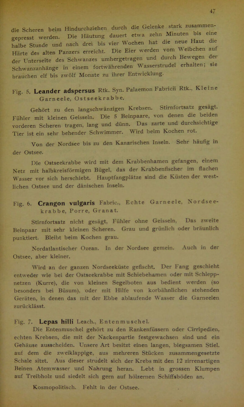 die Scheren beim Hindurchziehen durch die Gelenke stark zusammen- gepresst werden. Die Häutung dauert etwa zehn Minuten bis eine halbe Stunde und nach drei bis vier Wochen hat die neue Haut die Härte des alten Panzers erreicht. Die Eier werden vom Weibchen auf der Unterseite des Schwanzes umhergetragen und durch Bewegen der Schwanzanhänge in einem fortwährenden Wasserstrudel erhalten; sie brauchen elf bis zwölf Monate zu ihrer Entwicklung. Fig. 5. Leander adspersus Rtk. Syn. Palaemon Fafrricn Rtk-, Kleine Garneele, Ostseekrabbe. Gehört zu den langschwänzigen Krebsen. Stirnfortsatz gesägt. Fühler mit kleinen Geissein. Die 5 Beinpaare, von denen die beiden vorderen Scheren tragen, lang und dünn. Das zarte und durchsichtige Tier ist ein sehr behender Schwimmer. Wird beim Kochen rot. Von der Nordsee bis zu den Kanarischen Inseln. Sehr häufig in der Ostsee. Die Ostseekrabbe wird mit dem Krabbenhamen gefangen, einem Netz mit halbkreisförmigen Bügel, das der Krabbenfischer im flachen Wasser vor sich herschiebt. Hauptfangplätze sind die Küsten der west- lichen Ostsee und der dänischen Inseln. Fig. 6. Crangon vulgaris Fabric., Echte Garneele. Nordsee- krabbe, Porre, Granat. Stirnfortsatz nicht gesägt, Fühler ohne Geissein, Das zweite Beinpaar mit sehr kleinen Scheren. Grau und grünlich oder bräunlich punktiert. Bleibt beim Kochen grau. Nordatlantischer Ozean. In der Nordsee gemein. Auch in der Ostsee, aber kleiner. Wird an der ganzen Nordseeküste gefischt. Der Fang geschieht entweder wie bei der Ostseekrabbe mit Schiebehamen oder mit Schlepp- netzen (Kurre), die von kleinen Segelboten aus bedient werden (so besonders bei Büsum), oder mit Hilfe von korbähnlichen stehenden Geräten, in denen das mit der Ebbe ablaufende Wasser die Garneelen zurücklässt. Fig. 7. Lepas hilli Leach., Entenmuschel. Die Entenmuschel gehört zu den Rankenfüssern oder Cirripedien, echten Krebsen, die mit der Nackenpartie festgewachsen sind und ein Gehäuse ausscheiden. Unsere Art besitzt einen langen, biegsamen Stiel, auf dem die zweiklappige, aus mehreren Stücken zusammengesetzte Schale sitzt. Aus dieser strudelt sich der Krebs mit den 12 zirrenartigen Beinen Atemwasser und Nahrung heran. Lebt in grossen Klumpen auf Treibholz und siedelt sich gern auf hölzernen Schiffsböden an. Kosmopolitisch. Fehlt in der Ostsee.