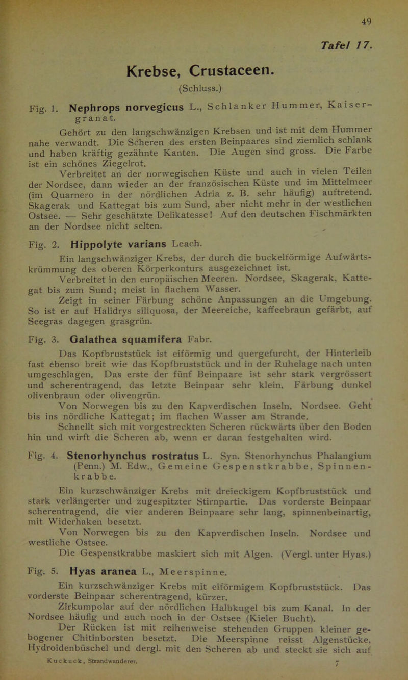Tafel 17. Krebse, Crustaceen. (Schluss.) Fig. 1. Nephrops norvegicus L., Schlanker Hummer, Kaiser- granat. Gehört zu den langschwänzigen Krebsen und ist mit dem Hummer nahe verwandt. Die Scheren des ersten Beinpaares sind ziemlich schlank und haben kräftig gezähnte Kanten. Die Augen sind gross. Die Farbe ist ein schönes Ziegelrot. Verbreitet an der norwegischen Küste und auch in vielen Teilen der Nordsee, dann wieder an der französischen Küste und im Mittelmeer (im Quarnero in der nördlichen Adria z. B. sehr häufig) auftretend. Skagerak und Kattegat bis zum Sund, aber nicht mehr in der westlichen Ostsee. — Sehr geschätzte Delikatesse! Auf den deutschen Fischmärkten an der Nordsee nicht selten. Fig. 2. Hippolyte varians Leach. Ein langschwänziger Krebs, der durch die buckelförmige Aufwärts- krümmung des oberen Körperkonturs ausgezeichnet ist. Verbreitet in den europäischen Meeren. Nordsee, Skagerak, Katte- gat bis zum Sund; meist in flachem Wasser. Zeigt in seiner Färbung schöne Anpassungen an die Umgebung. So ist er auf Halidrys siliquosa, der Meereiche, kaffeebraun gefärbt, auf Seegras dagegen grasgrün. Fig. 3. Galathea squamifera Fabr. Das Kopfbruststück ist eiförmig und quergefurcht, der Hinterleib fast ebenso breit wie das Kopfbruststück und in der Ruhelage nach unten umgeschlagen. Das erste der fünf Beinpaare ist sehr stark vergrössert und scherentragend, das letzte Beinpaar sehr klein. Färbung dunkel olivenbraun oder olivengrün. Von Norwegen bis zu den Kapverdischen Inseln. Nordsee. Geht bis ins nördliche Kattegat; im flachen Wasser am Strande. Schnellt sich mit vorgestreckten Scheren rückwärts über den Boden hin und wirft die Scheren ab, wenn er daran festgehalten wird. Fig. 4. Stenorhynchus rostratus L. Syn. Stenorhvnchus Phalangium (Penn.) M. Edw., Gemeine Gespenstkrabbe, Spinnen- krabbe. Ein kurzschwänziger Krebs mit dreieckigem Kopfbruststück und stark verlängerter und zugespitzter Stirnpartie. Das vorderste Beinpaar scherentragend, die vier anderen Beinpaare sehr lang, spinnenbeinartig, mit Widerhaken besetzt. Von Norwegen bis zu den Kapverdischen Inseln. Nordsee und westliche Ostsee. Die Gespenstkrabbe maskiert sich mit Algen. (Vergl. unter Hyas.) Fig. 5. Hyas aranea L., Meerspinne. Ein kurzschwänziger Krebs mit eiförmigem Kopfbruststück. Das vorderste Beinpaar scherentragend, kürzer. Zirkumpolar auf der nördlichen Halbkugel bis zum Kanal. In der Nordsee häufig und auch noch in der Ostsee (Kieler Bucht). Der Rücken ist mit reihenweise stehenden Gruppen kleiner ge- bogener Chitinborsten besetzt. Die Meerspinne reisst Algenstücke, Hydroidenbüschel und dergl. mit den Scheren ab und steckt sie sich auf Kuckuck, Strandwanderer. n