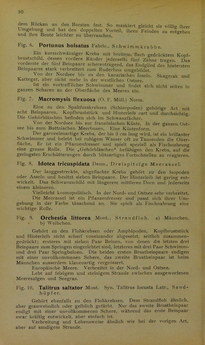 dem Rücken an den Borsten fest. So maskiert gleicht sie völlig ihrer Umgebung und hat den doppelten Vorteil, ihren Feinden zu entgehen und ihre Beute leichter zu überraschen. Fig. 6. Portunus holsatus Fabric., Schwimmkrabbe. Ein kurzschwänziger Krebs mit breitem, flach gedrücktem Kopf- brustschild, dessen vordere Ränder jederseits fünf Zähne tragen. Das vorderste der fünf Beinpaare scherentragend, das Endglied des hintersten Beinpaares stark verbreitert zum Ruderfuss umgebildet. Von der Nordsee bis zu den kanarischen Inseln. Skagerak und Kattegat, aber nicht mehr in der westlichen Ostsee. Ist ein vortrefflicher Schwimmer und findet sich nicht selten in ganzen Scharen an der Oberfläche des Meeres ein. Fig. 7. Macromysis flexuosa (O. F. Müll.) Norm. Eine zu den Spaltfusskrebsen (Schizopoden) gehörige Art mit acht Beinpaaren. Kopfbruststück und Hinterleib zart und durchsichtig. Die Gehörbläschen befinden sich im Schwanzfächer. Von der Nordsee bis zur französischen Küste. In der ganzen Ost- see bis zum Bottnischen Meerbusen. Eine Küstenform. Der garneelenartige Krebs, der bis 3 cm lang wird, ist ein brillanter Schwimmer und belebt bei ruhigem Wasser oft zu Tausenden die Ober- fläche. Er ist ein Pflanzenfresser und spielt speziell als Fischnahrung eine grosse Rolle. Die „Gehörbläschen“ befähigen den Krebs, auf die geringsten Erschütterungen durch blitzartiges Fortschnellen zu reagieren. Fig. 8. Idotea tricuspidata Desm., Dreispitzige Meerassel. Der langgestreckte, abgeflachte Krebs gehört zu den Isopoden oder Asseln und besitzt sieben Beinpaare. Der Plinterleib ist gering ent- wickelt. Das Schwanzschild mit längerem mittleren Dorn und jederseits einem kleineren. Vielleicht kosmopolitisch. In der Nord- und Ostsee sehr verbreitet. Die Meerassel ist ein Pflanzenfresser und passt sich ihrer Um- gebung in der Farbe täuschend an. Sie spielt als Fischnahrung eine wichtige Rolle. Fig. 9. Orchestia littorea Mont., Strandfloh. a) Männchen. - b) Weibchen. Gehört zu den Flohkrebsen oder Amphipoden. Kopfbruststück und Hinterleib nicht scharf voneinander abgesetzt, seitlich zusammen- gedrückt; ersteres mit sieben Paar Beinen, von denen die letzten drei Beinpaare zum Springen eingerichtet sind, letzteres mit drei Paar Sch wimm- und drei Paar Springbeinen. Die beiden ersten Brustbeinpaare endigen mit einer unvollkommenen Schere, das zweite Brustbeinpaar ist beim Männchen ausserdem klauenartig vergrössert. Europäische Meere. Verbreitet in der Nord- und Ostsee. Lebt auf felsigem und steinigem Strande zwischen ausgeworfenen Meeresalgen und Seegras. Fig. 10. Talitrus saltator Mont. Syn. Talitrus locusta Latr., Sand- hüpfer. Gehört ebenfalls zu den Flohkrebsen. Dem Strandfloh ähnlich, aber grauweisslich oder gelblich gefärbt. Nur das zweite Brustbeinpaar endigt mit einer unvollkommenen Schere, während das erste Beinpaar zwar kräftig entwickelt, aber einfach ist. Verbreitung und Lebensweise ähnlich wie bei der vorigen Art, aber auf sandigem Strande.